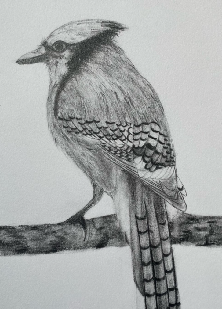 Blue Jay in Pencil 