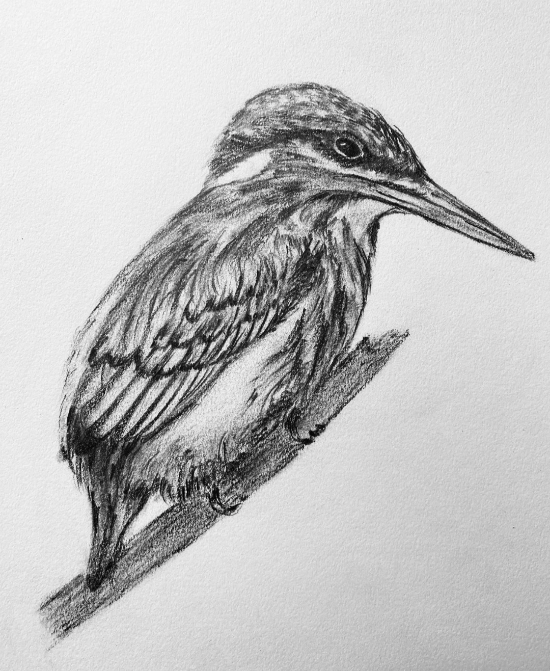 KingFisher in Pencil