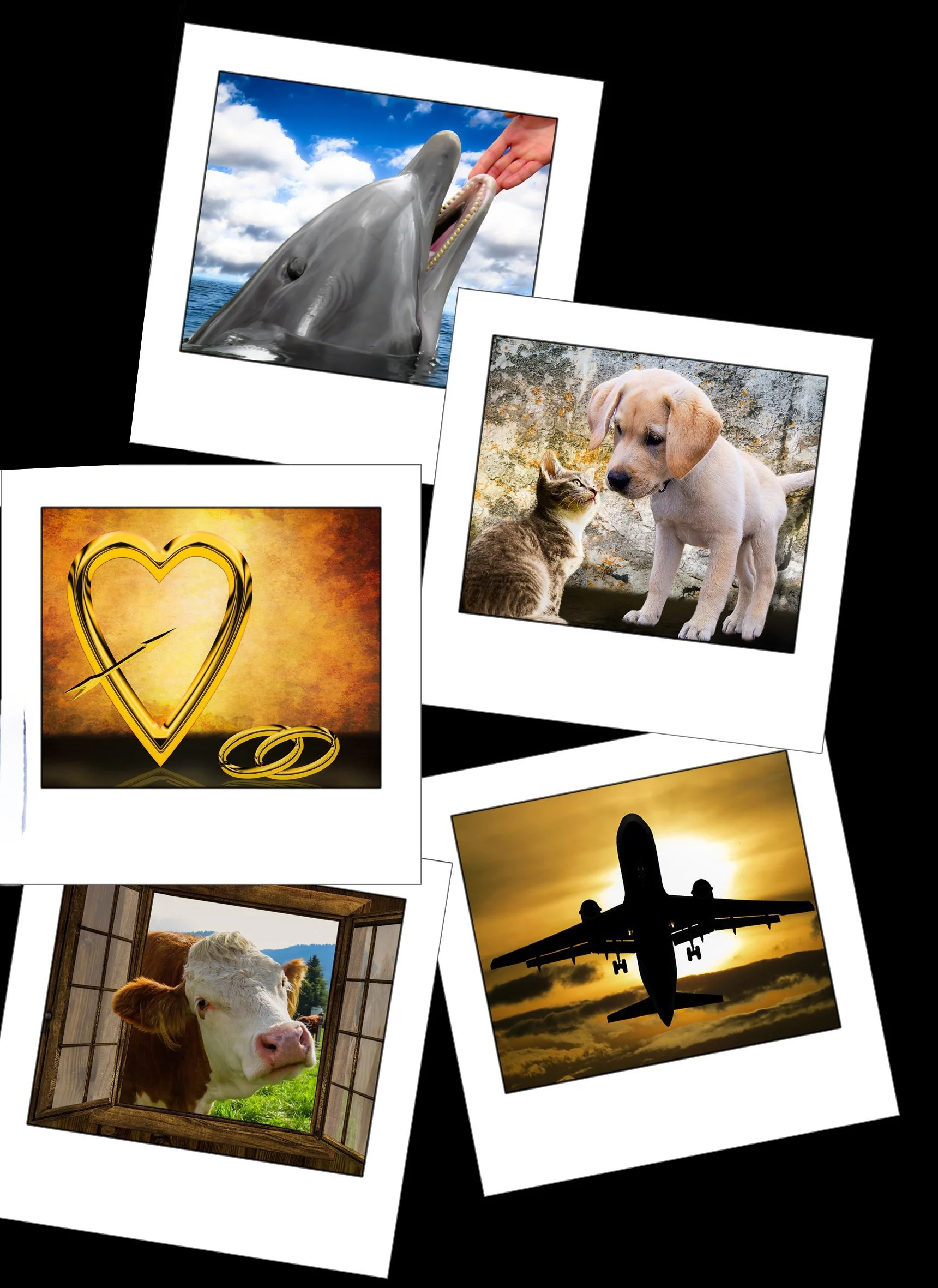 A collage of images including a whale surfacing in the ocean with a human hand in its mouth, a puppy and a kitten facing each other, a heart with rings and an arrow, a cow looking out a barn door, an airplane in the sunset sky, and a large airplane silhouette against the sunset.