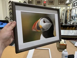 A framed photo of a puffin bird custom framing brookline