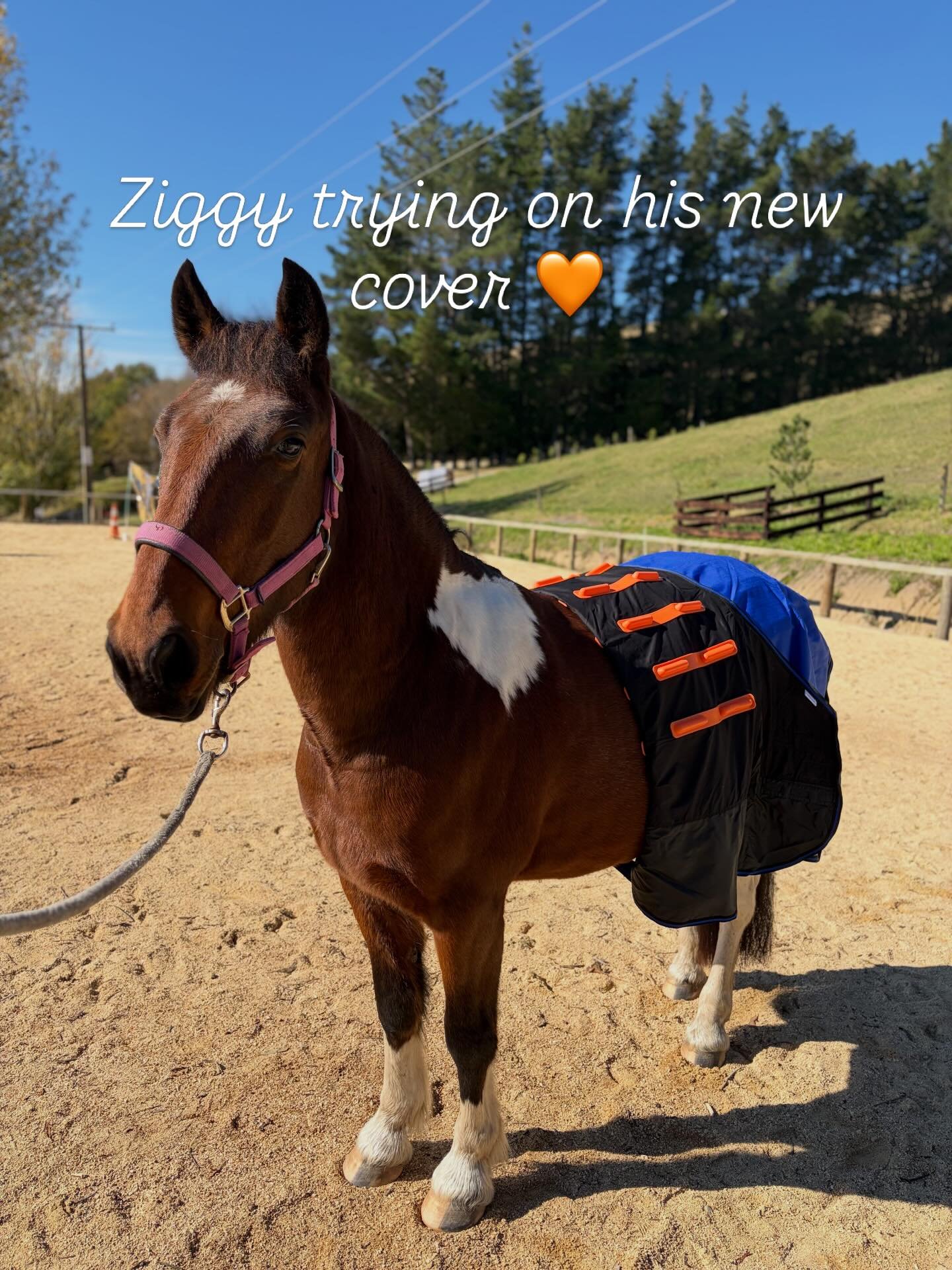 Model is 14.2hh, stocky Clydie X, wearing 4&rsquo;9&rdquo; size cover 😍