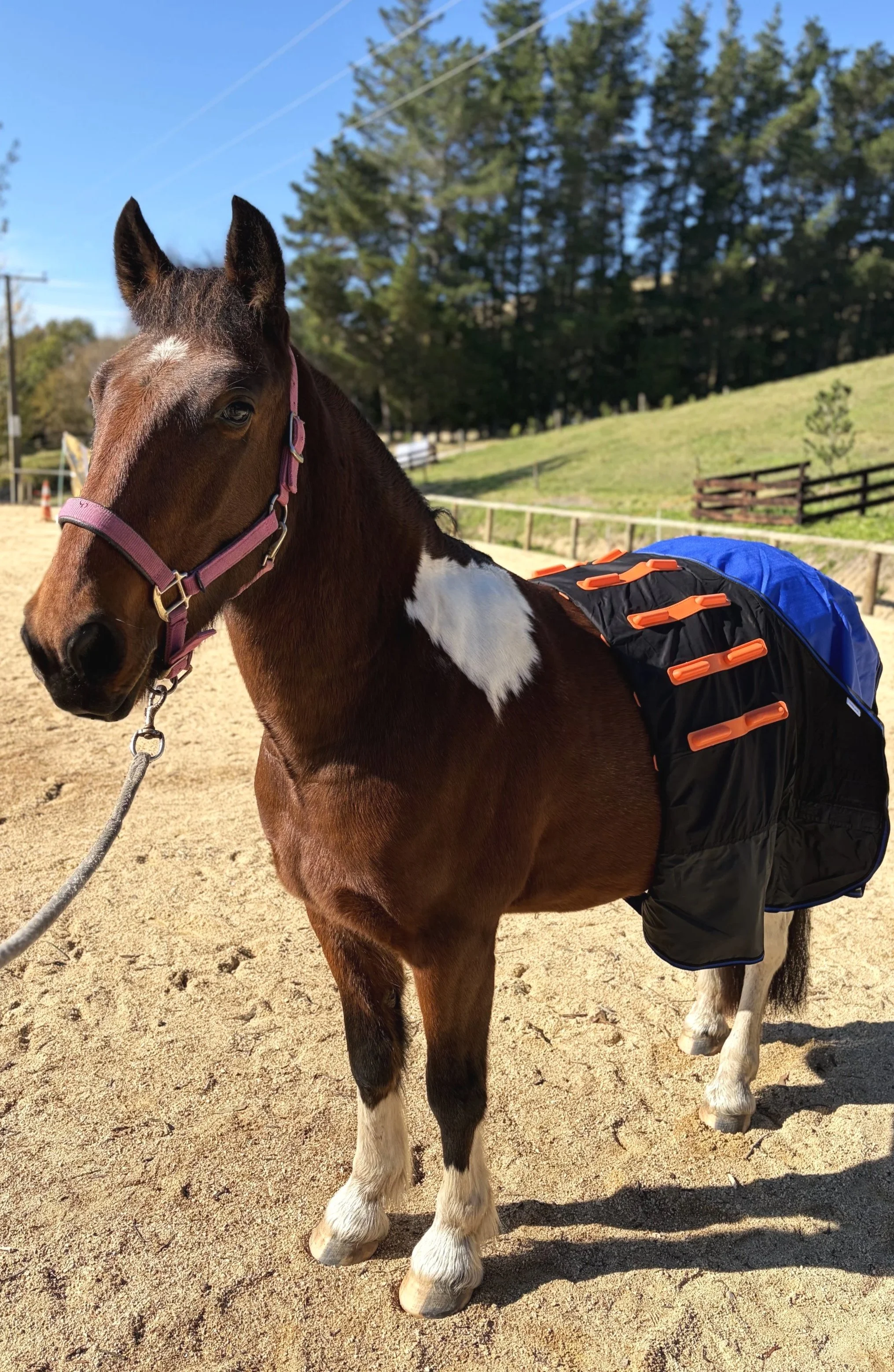 A brown and white horse with a pink halter, standing in an arena. It is wearing a blue and black blanket with orange synthetic insulators. In the background, there are trees, a wooden fence, and a clear blue sky.