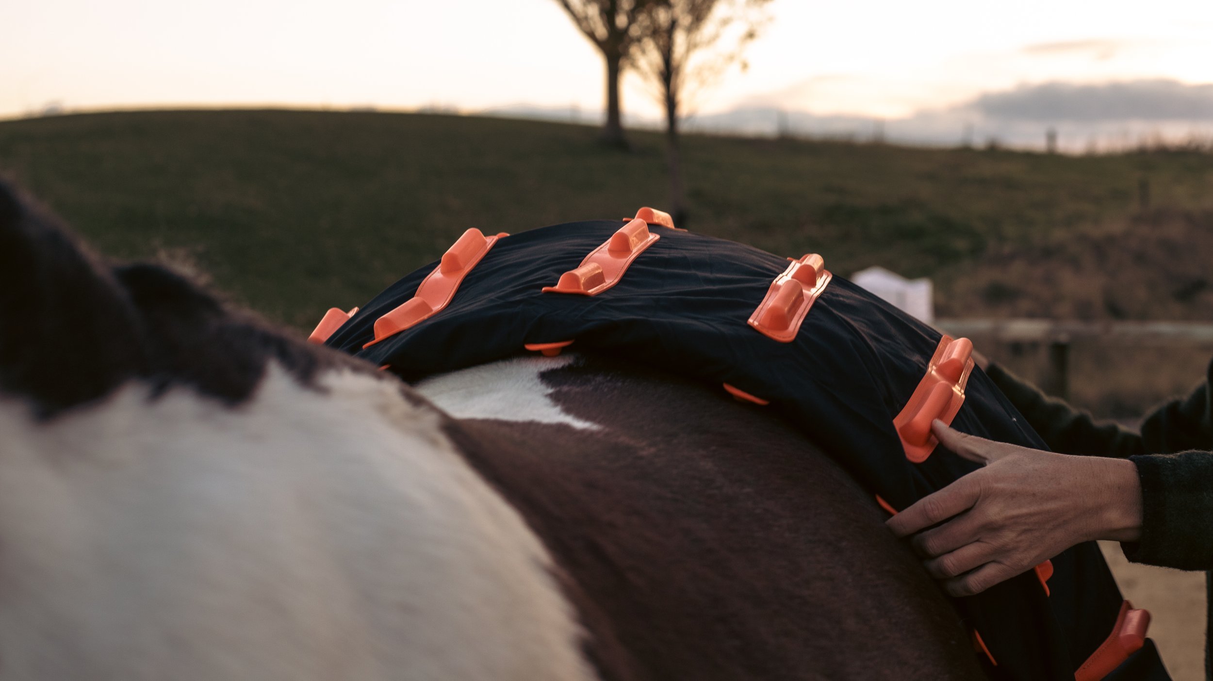 Person placing the Cool Heat Horse Rug onto the back of a brown and white horse during sunset in an outdoor setting.