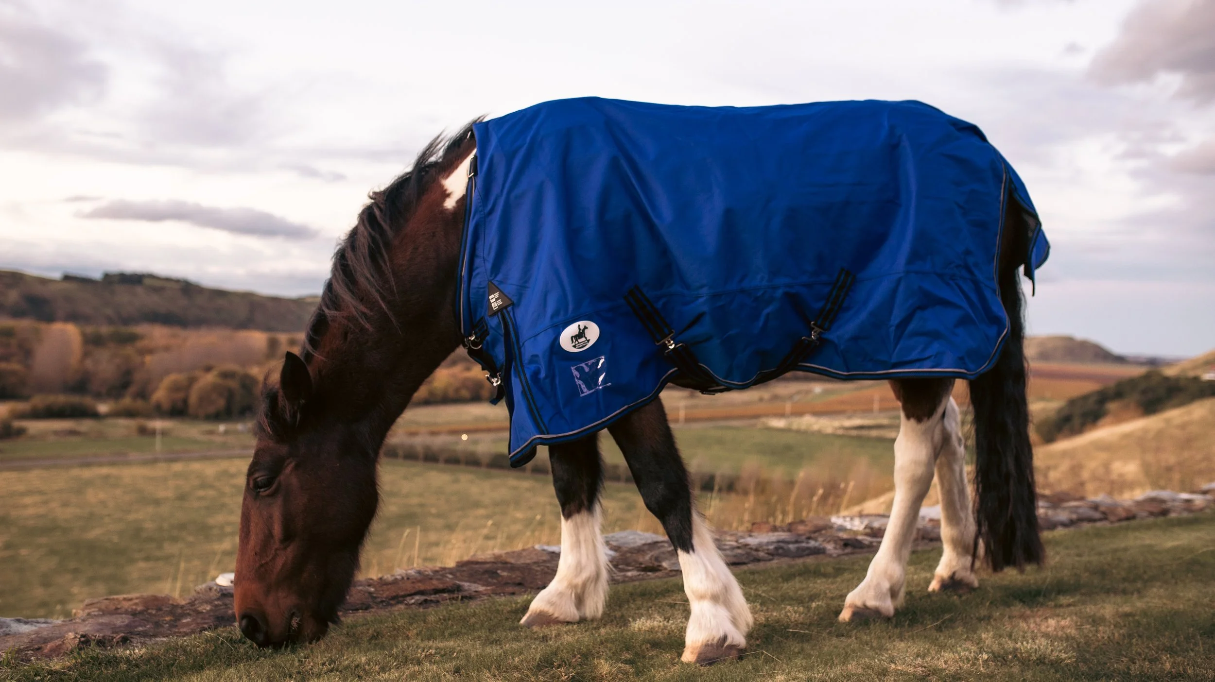 A brown and white horse with a blue blanket grazing outdoors on grass under a cloudy sky.