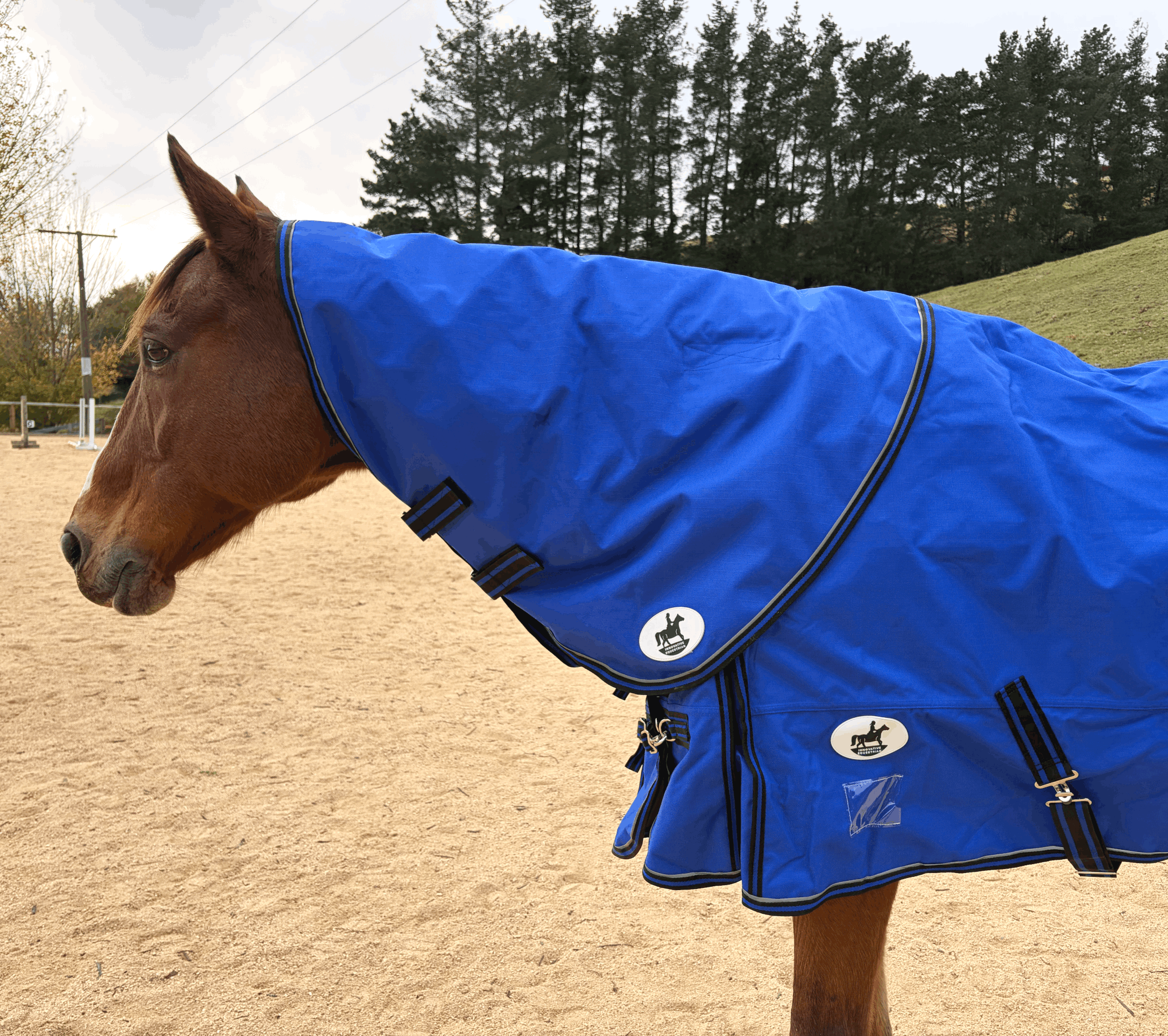 A horse wearing a Cool Heat Horse Rug  standing outdoors on a cloudy day with trees and utility poles in the background.