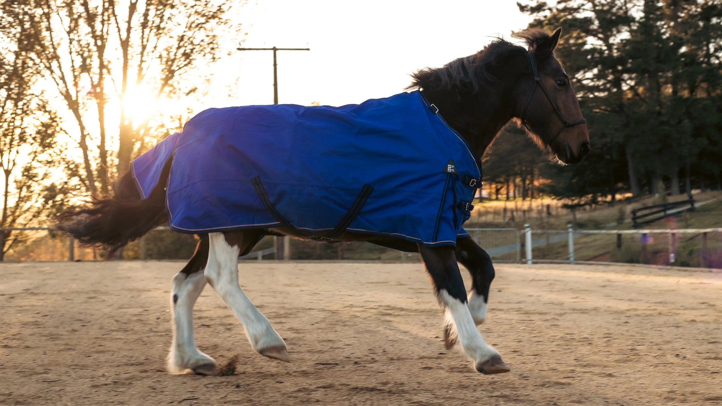 A horse wearing a blue blanket running on a dirt track during sunset.