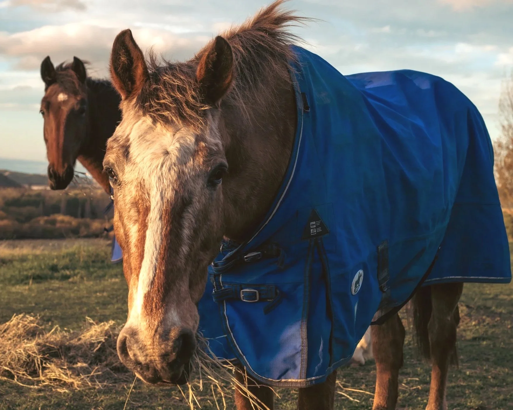 A close-up of a brown and white horse wearing a blue blanket, with another horse in the background in a field during sunset.