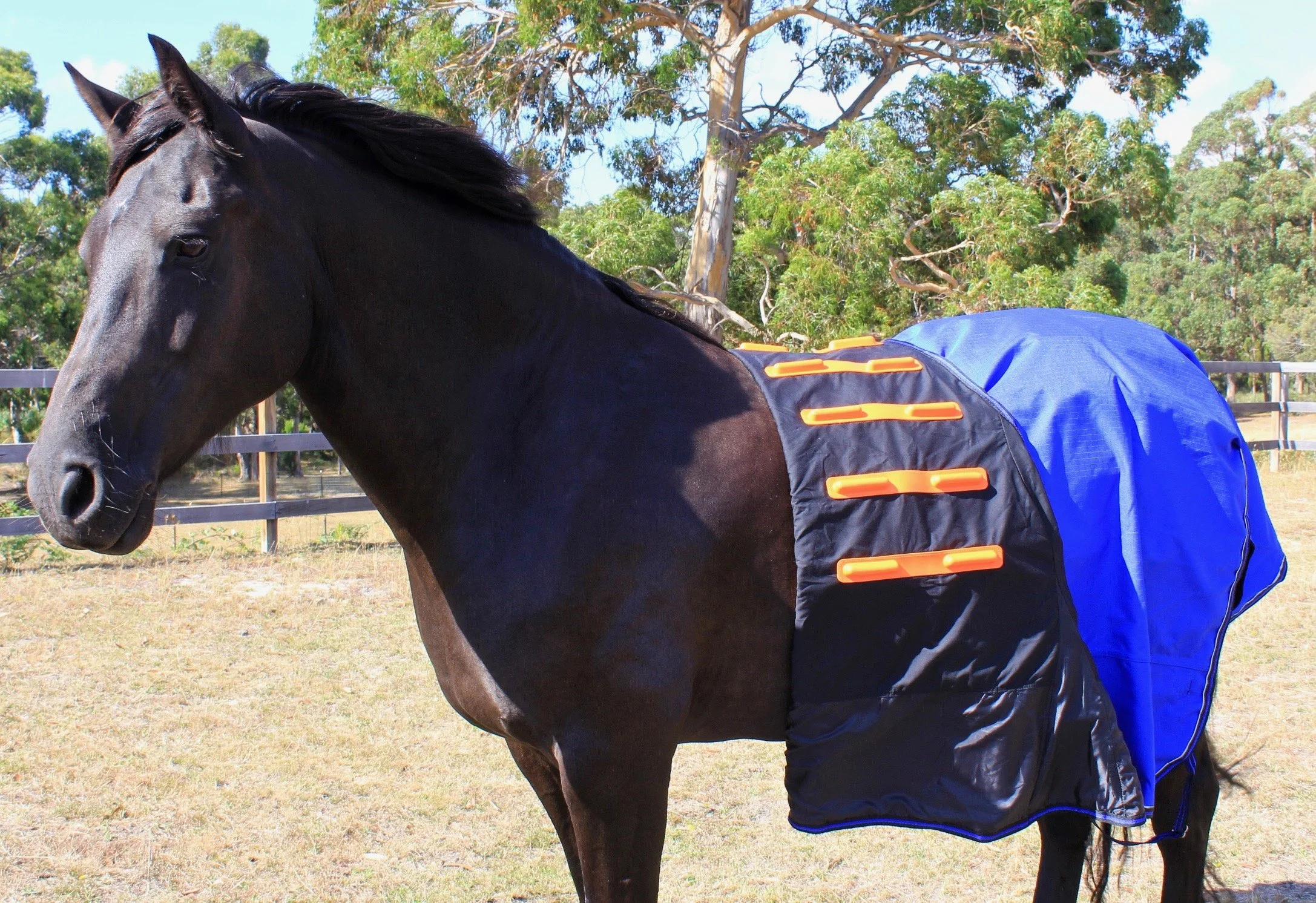 A black horse wearing a Cool Heat Horse Rug, standing in an outdoor paddock with trees in the background.