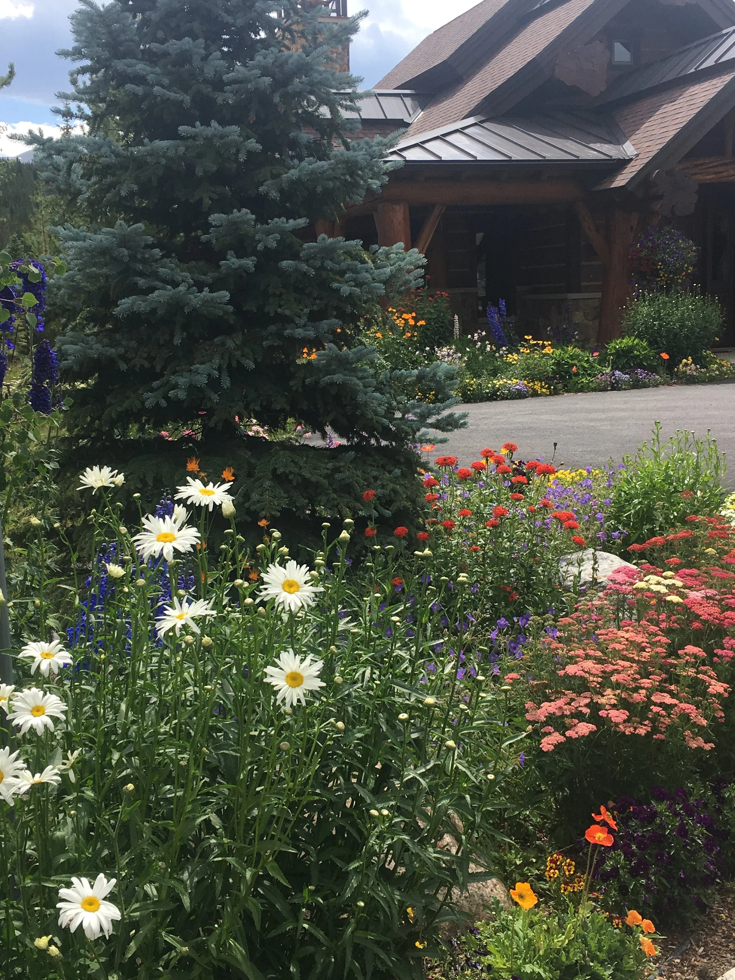 Colorful garden with various flowers including daisies, marigolds, and pansies in front of a rustic house with a wooden porch and a sloped roof, surrounded by a tall evergreen tree.
