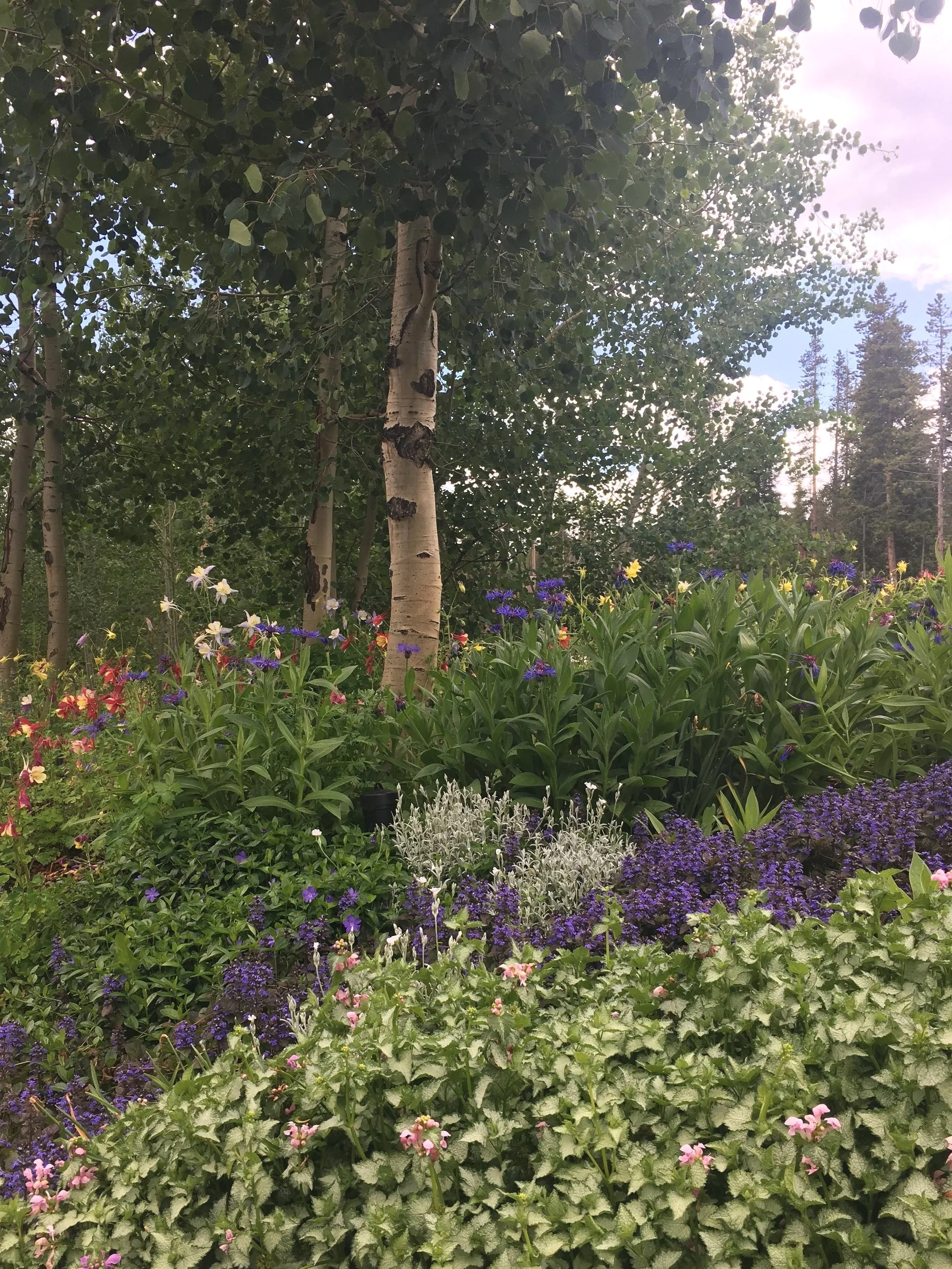 A garden with a variety of colorful flowers and trees, including white birch trees with peeling bark, under a partly cloudy sky.