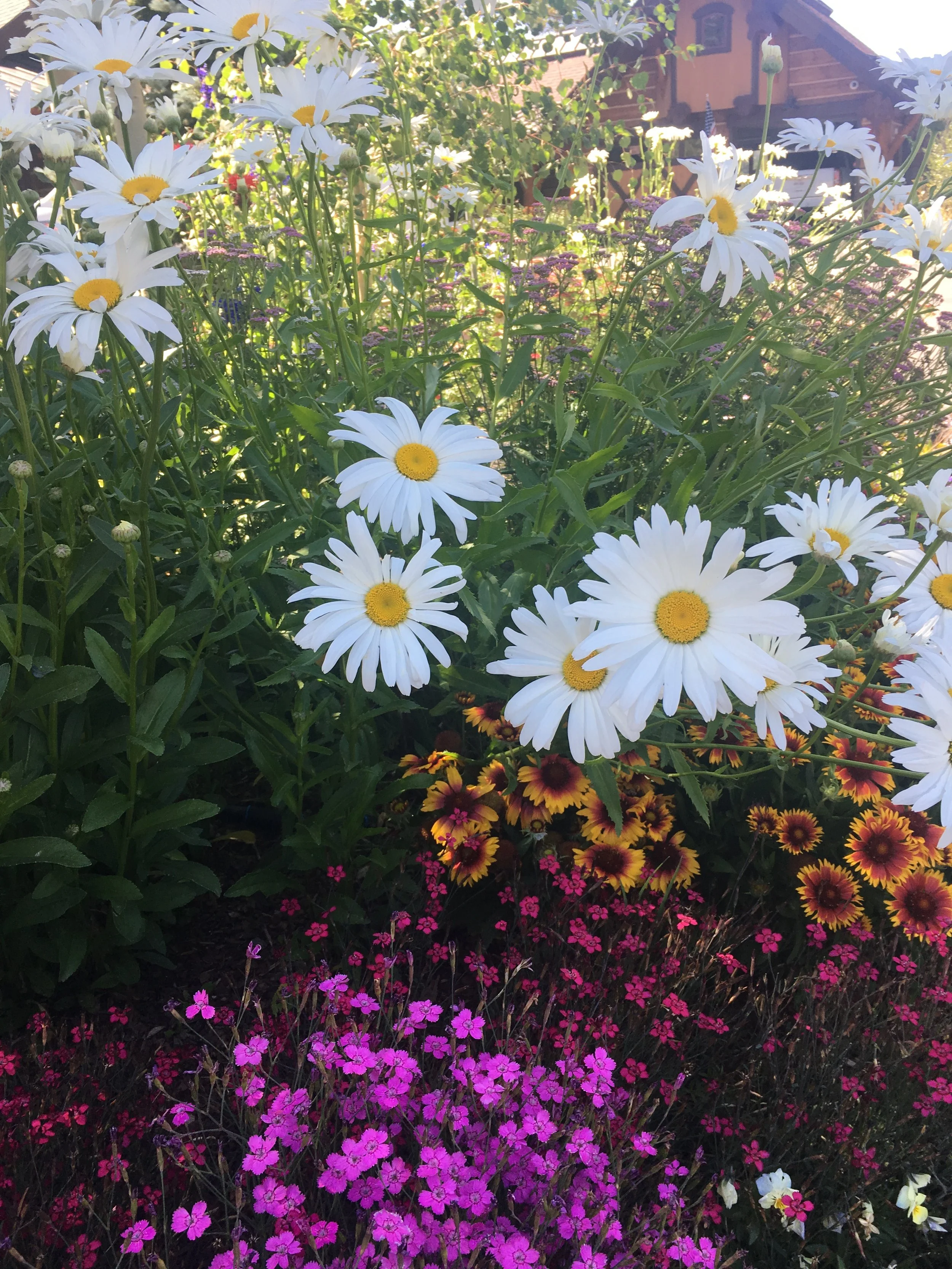 A garden filled with white daisies with yellow centers, pink and purple flowers, and dark red and orange flowers at the bottom, with a house with a wooden exterior and a sloped roof in the background.
