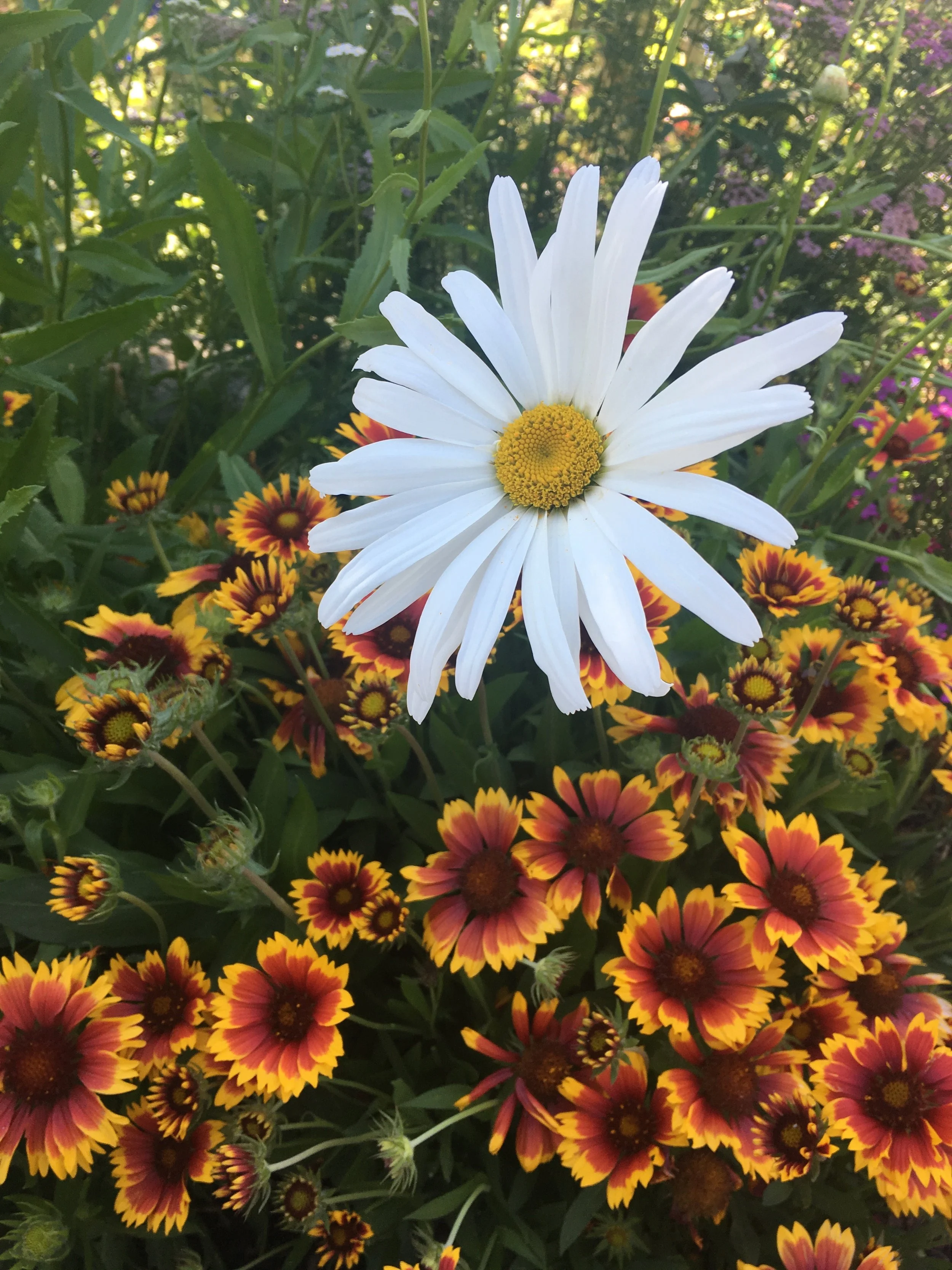 Close-up of a white daisy flower with a yellow center, surrounded by smaller red and yellow flowers in a garden setting.