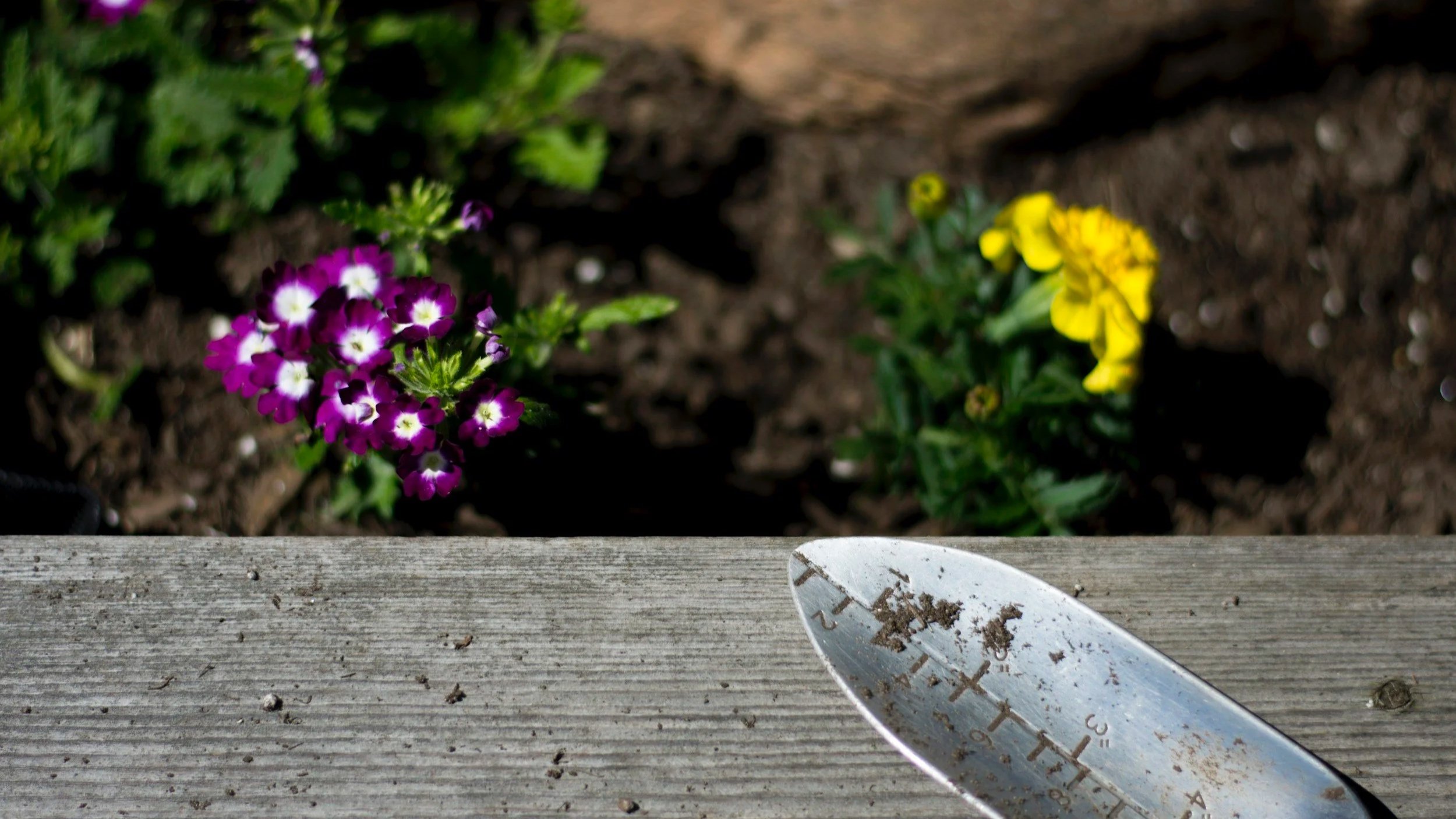 Purple and yellow flowers in soil, viewed from above, with gardening trowel on weathered wooden surface in foreground.