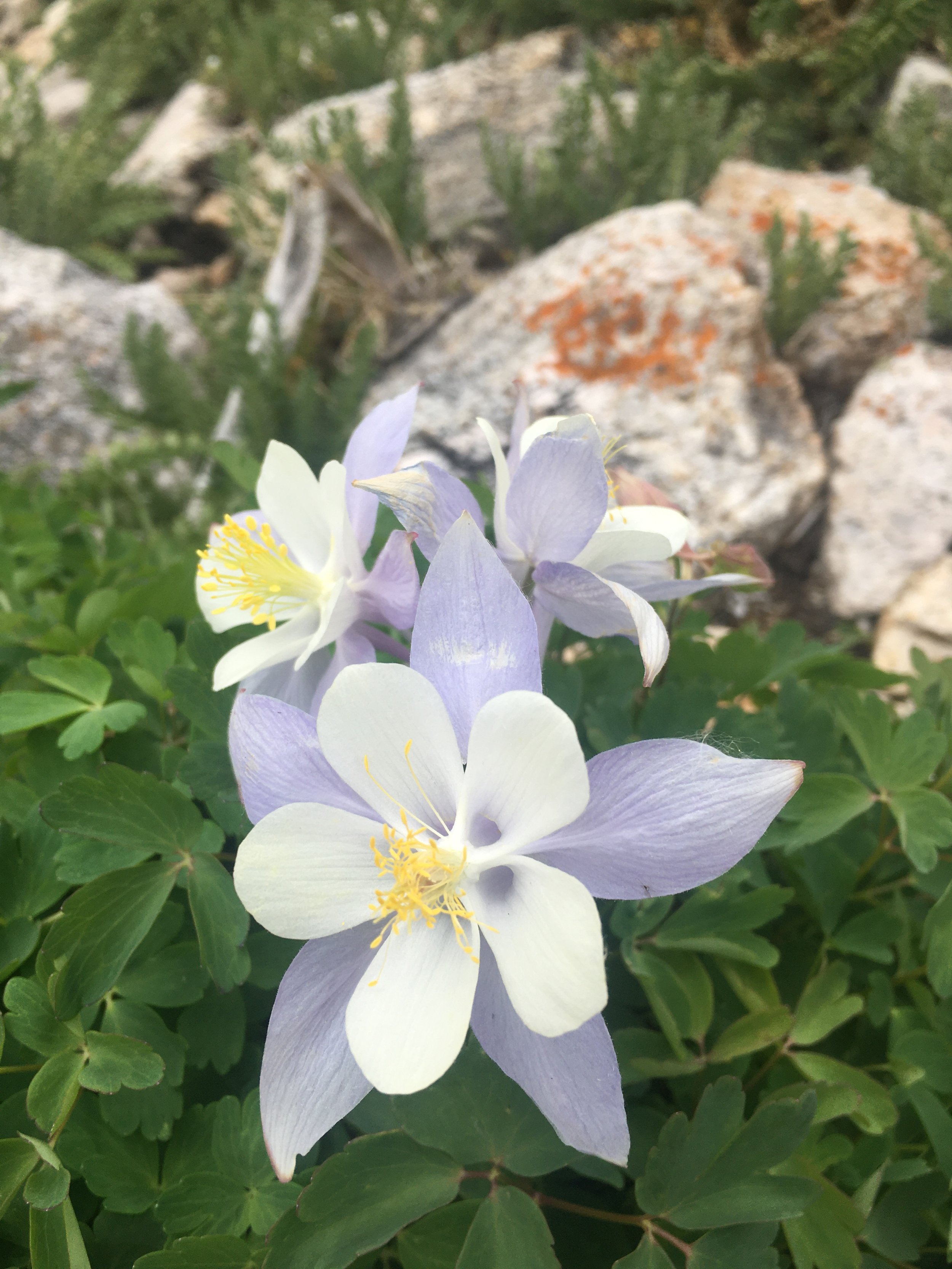 Close-up of a white and pale purple flower with yellow stamens, surrounded by green leaves and rocks in the background.