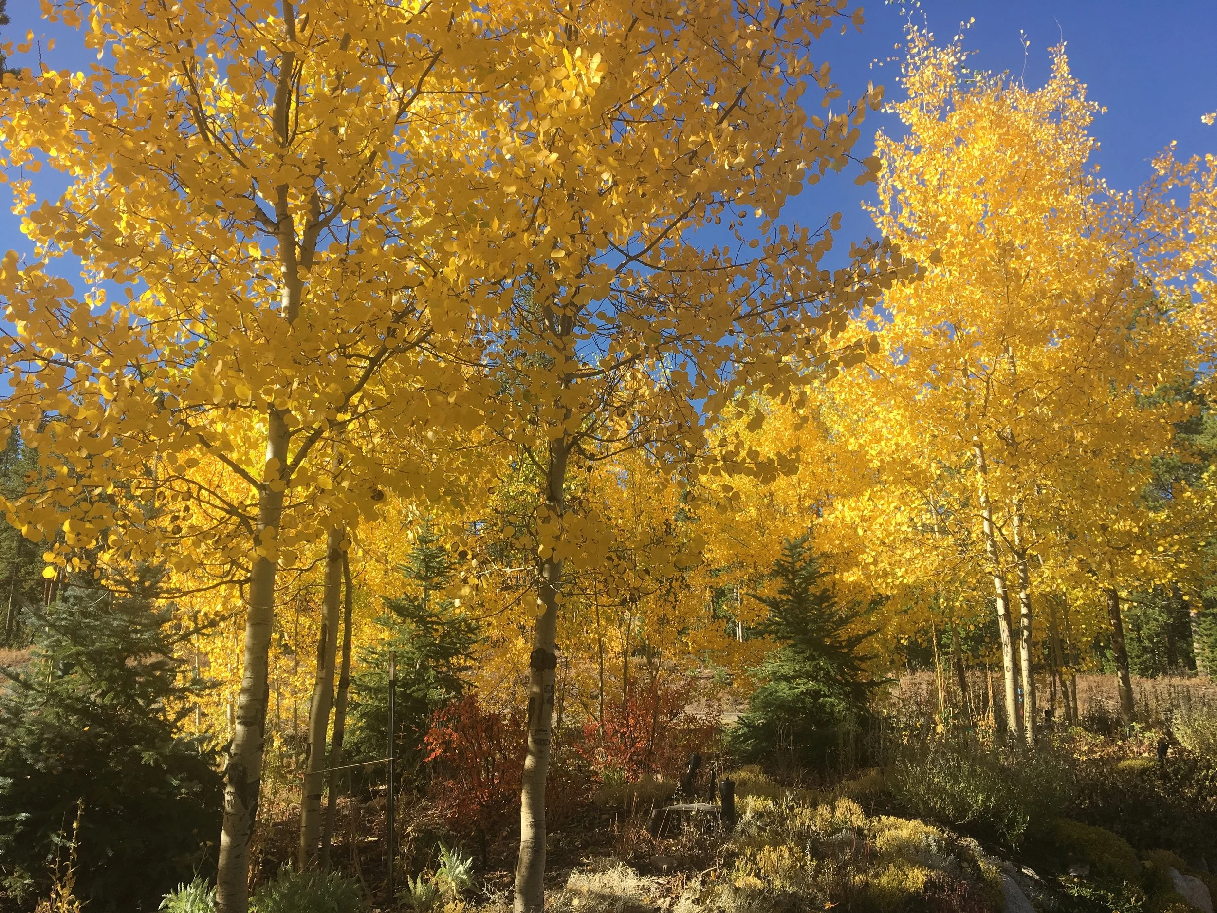 A group of trees with yellow autumn leaves under a blue sky.