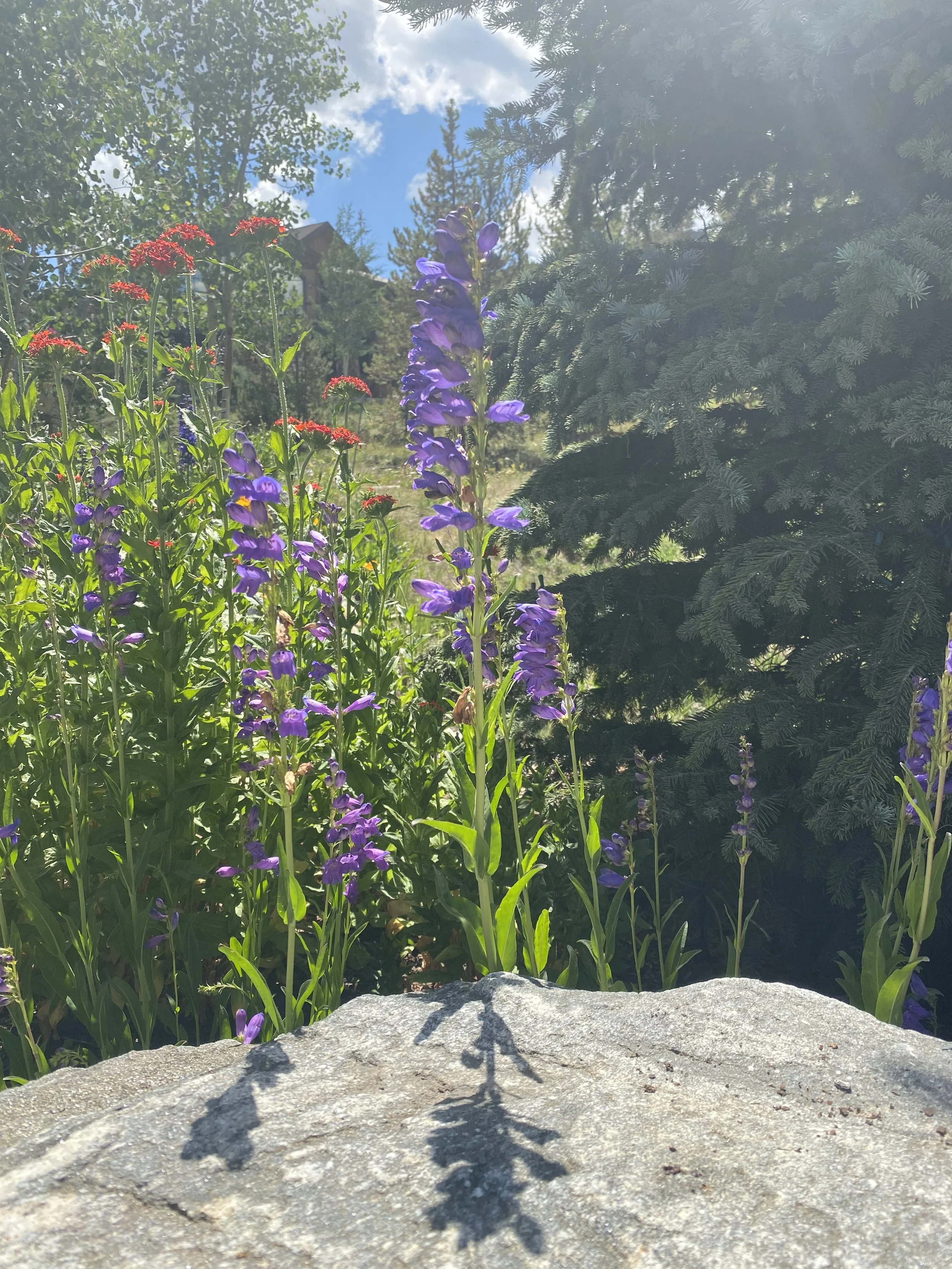 The shadow of a butterfly on a stone surface with purple flowers and green foliage in the background under a partly cloudy sky.