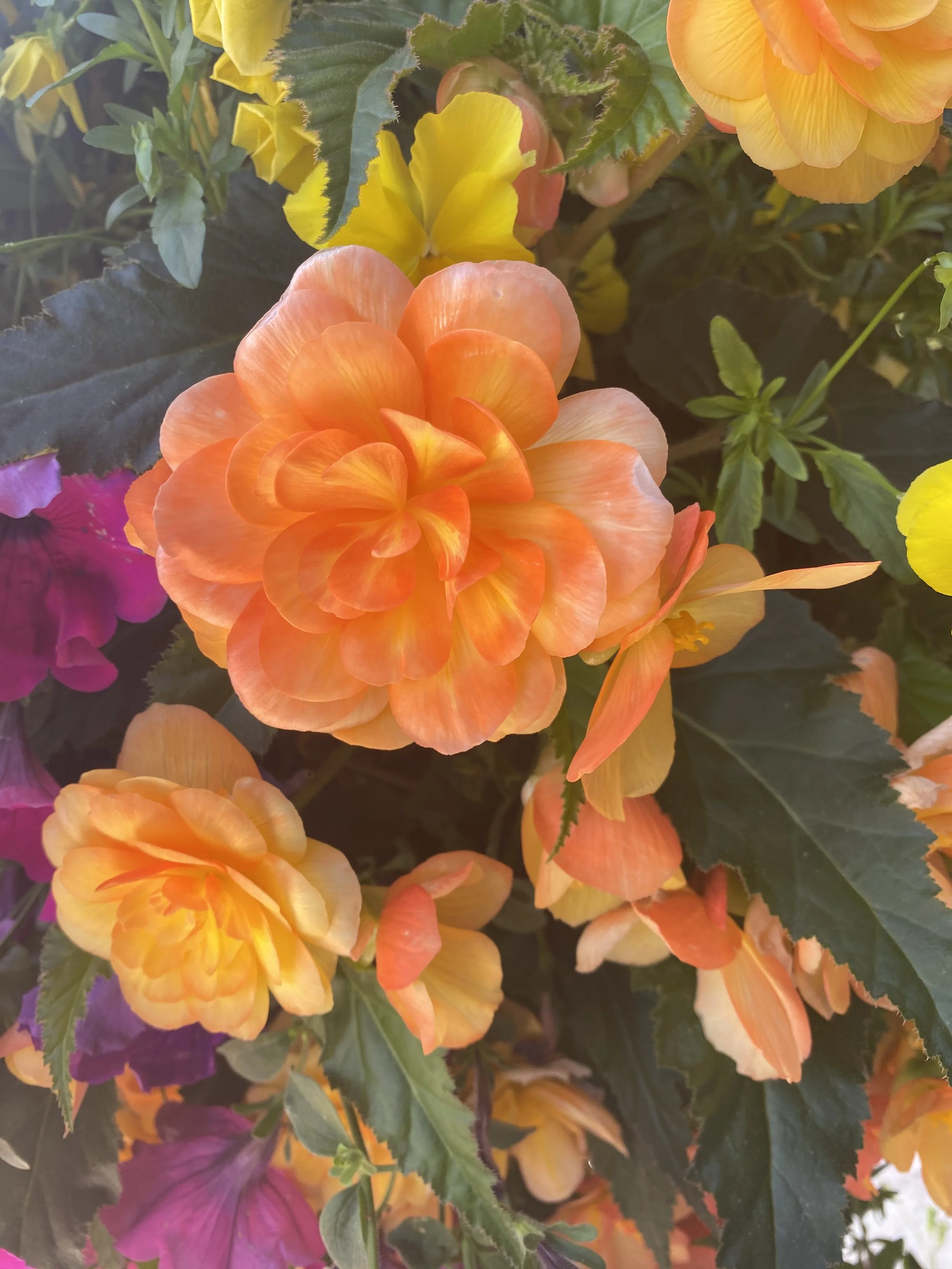 Begonias
