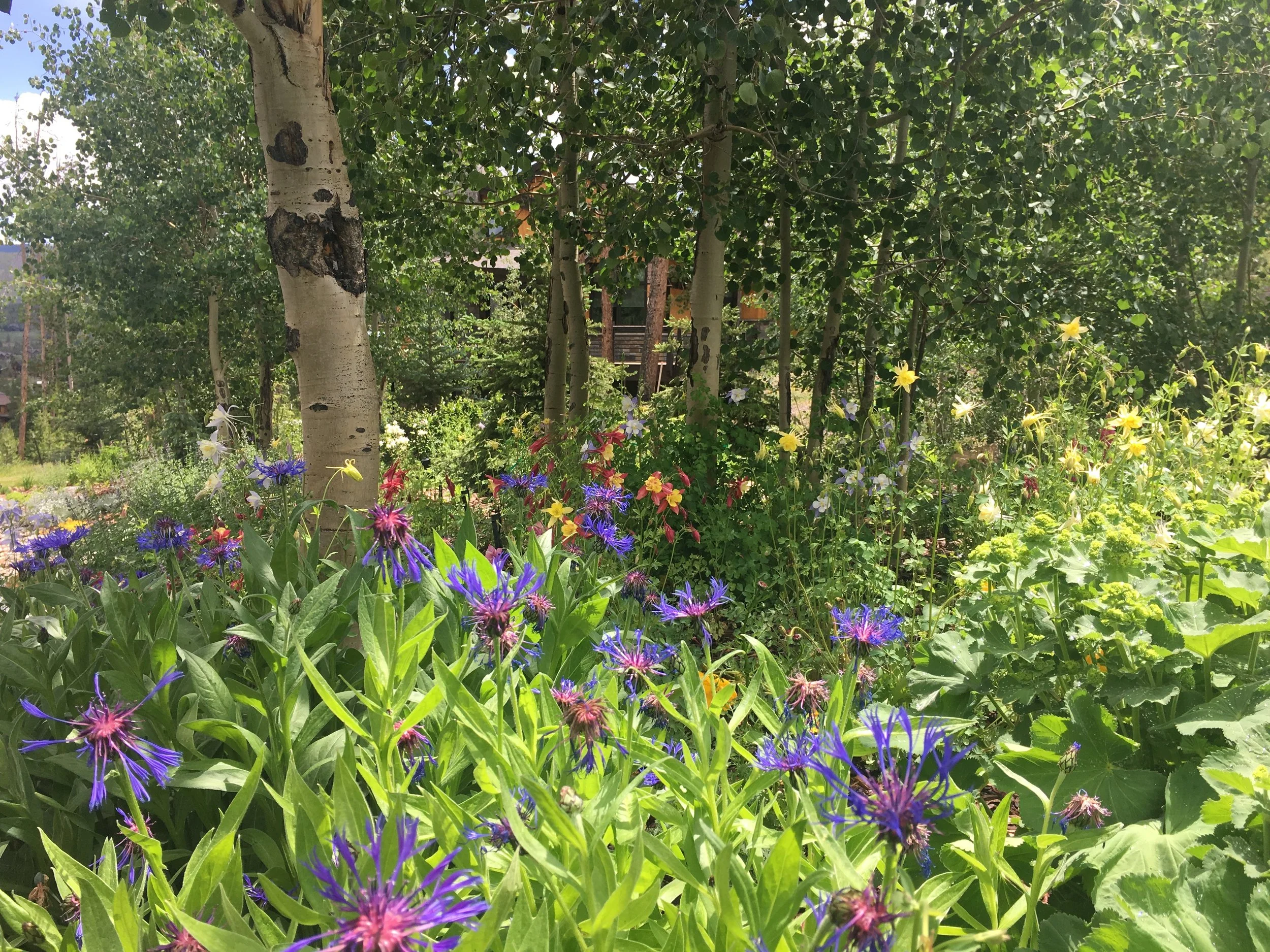 A garden with trees, colorful flowers, and sunlight.