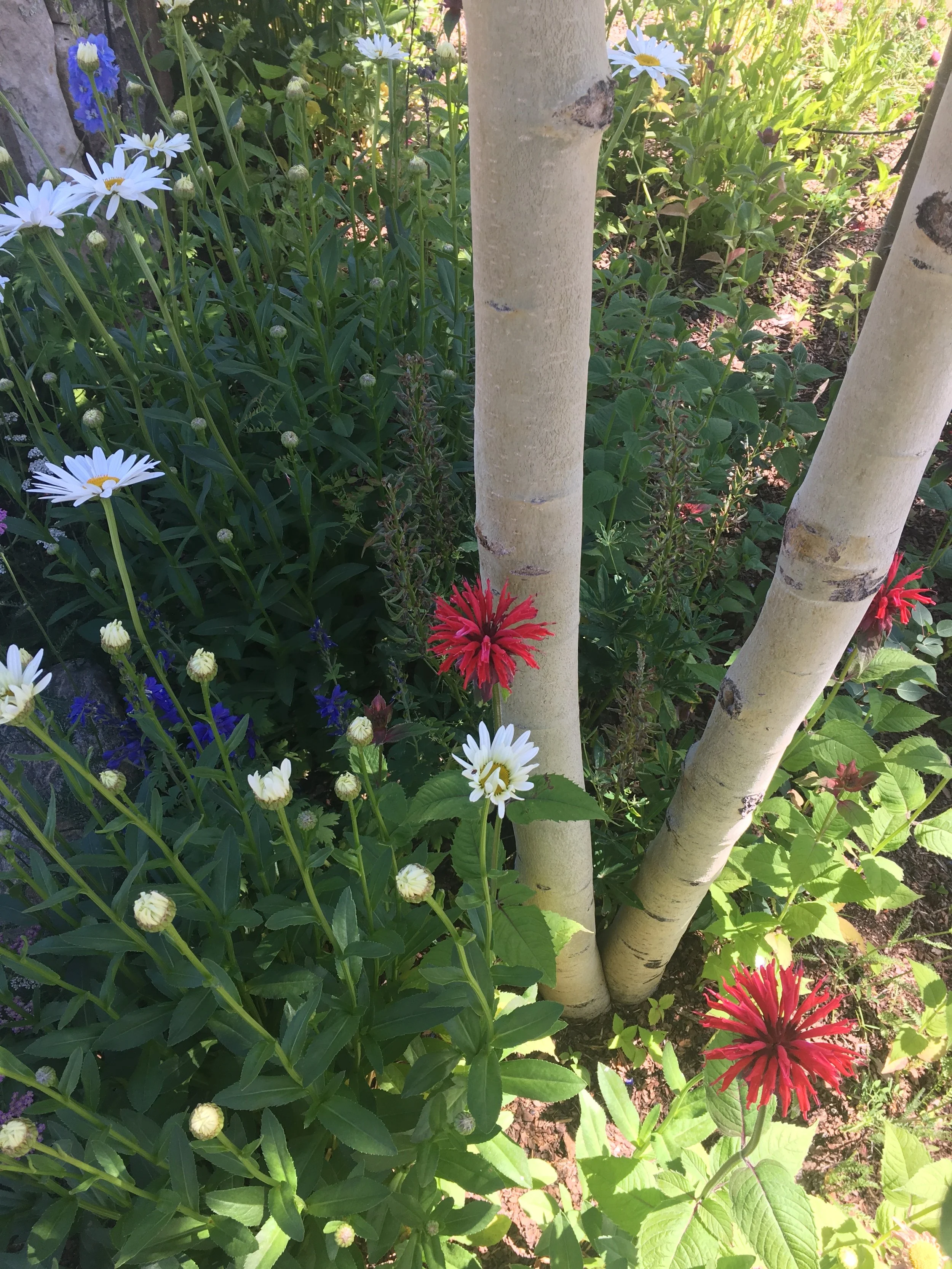A garden area with a variety of flowers, including white daisies, red flowers, and small blue and purple flowers, with green leaves and stems, surrounded by tree trunks.