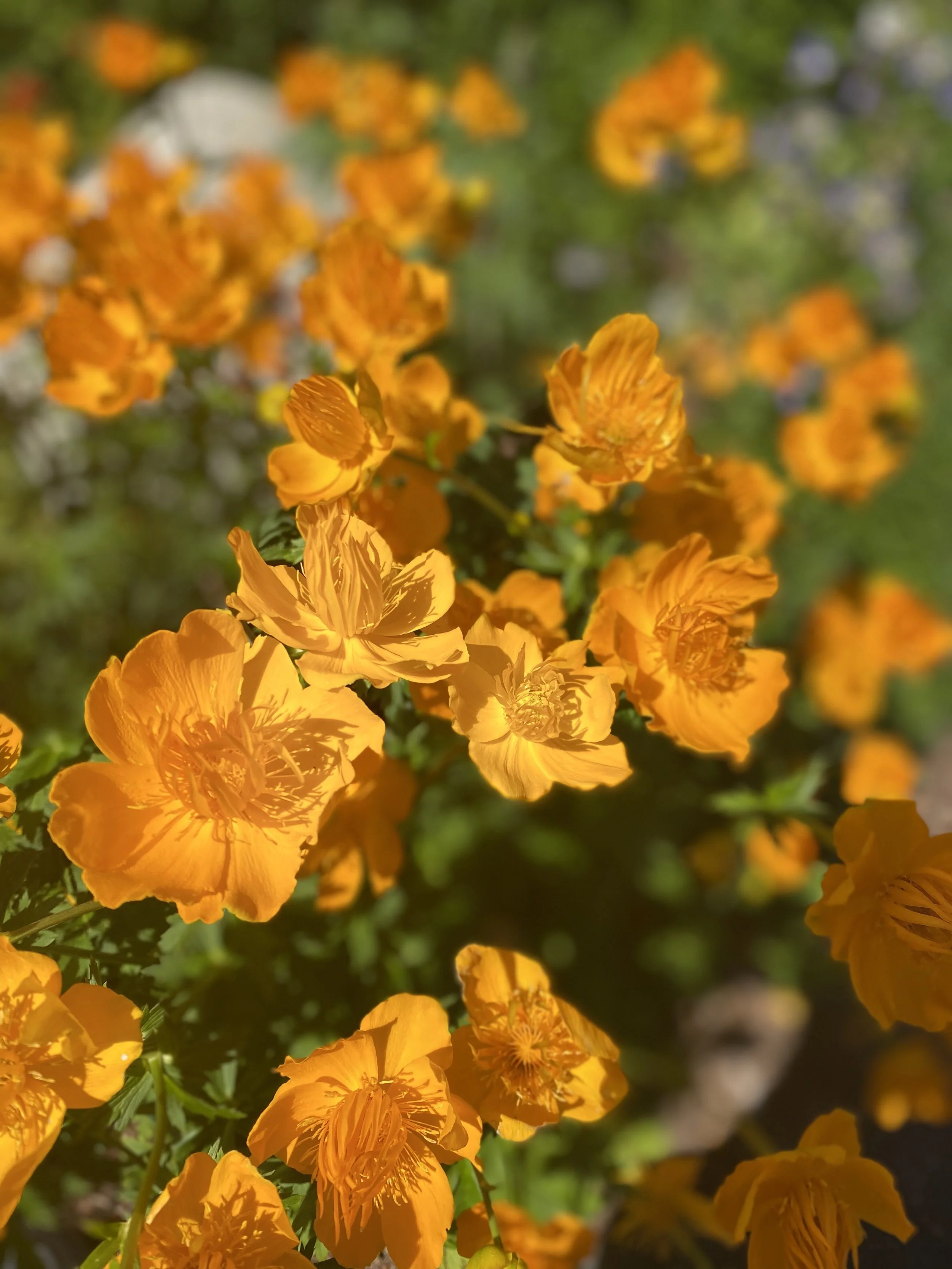 Trollius