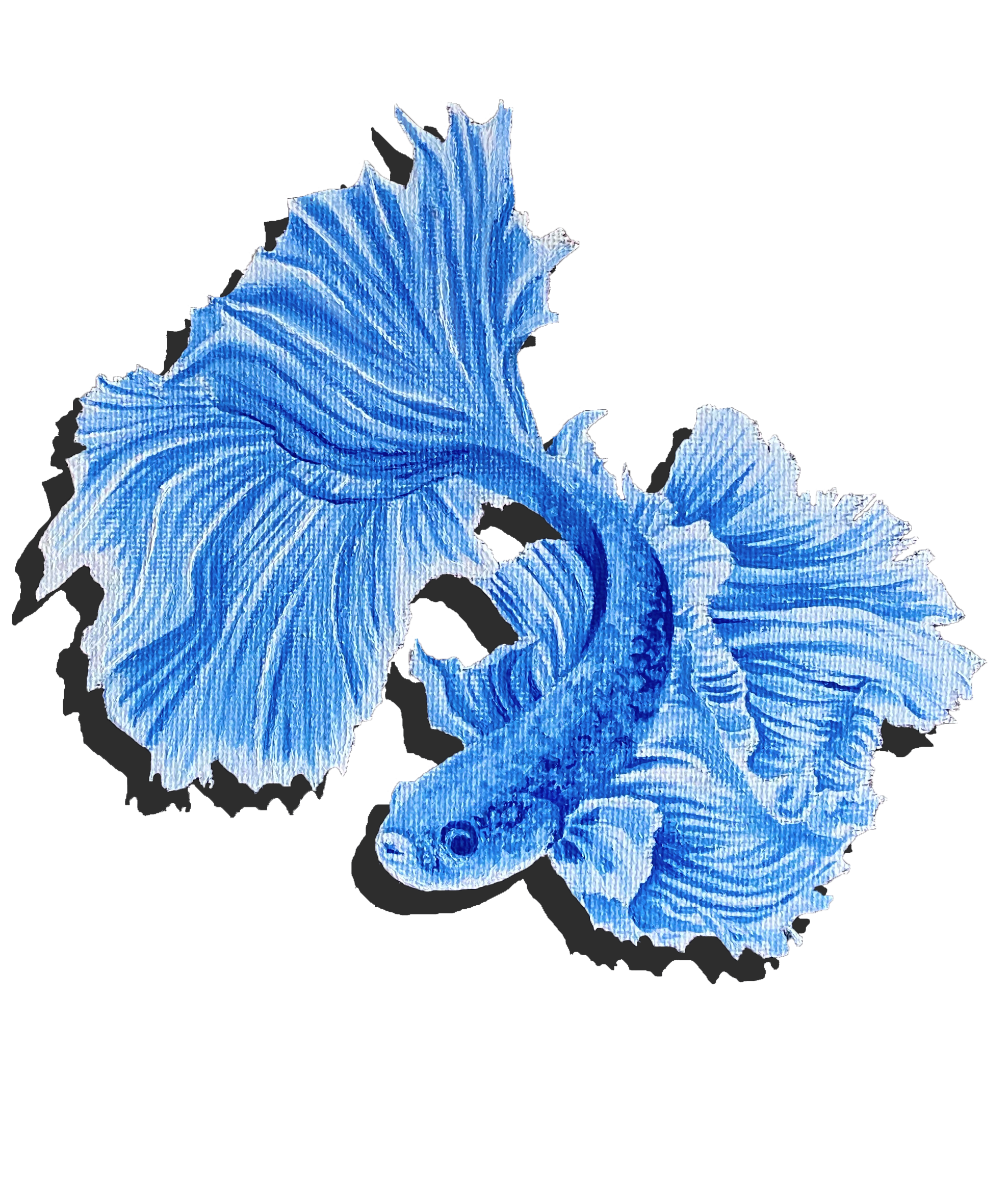 Close-up of blue iris flowers with ruffled petals against a black background.