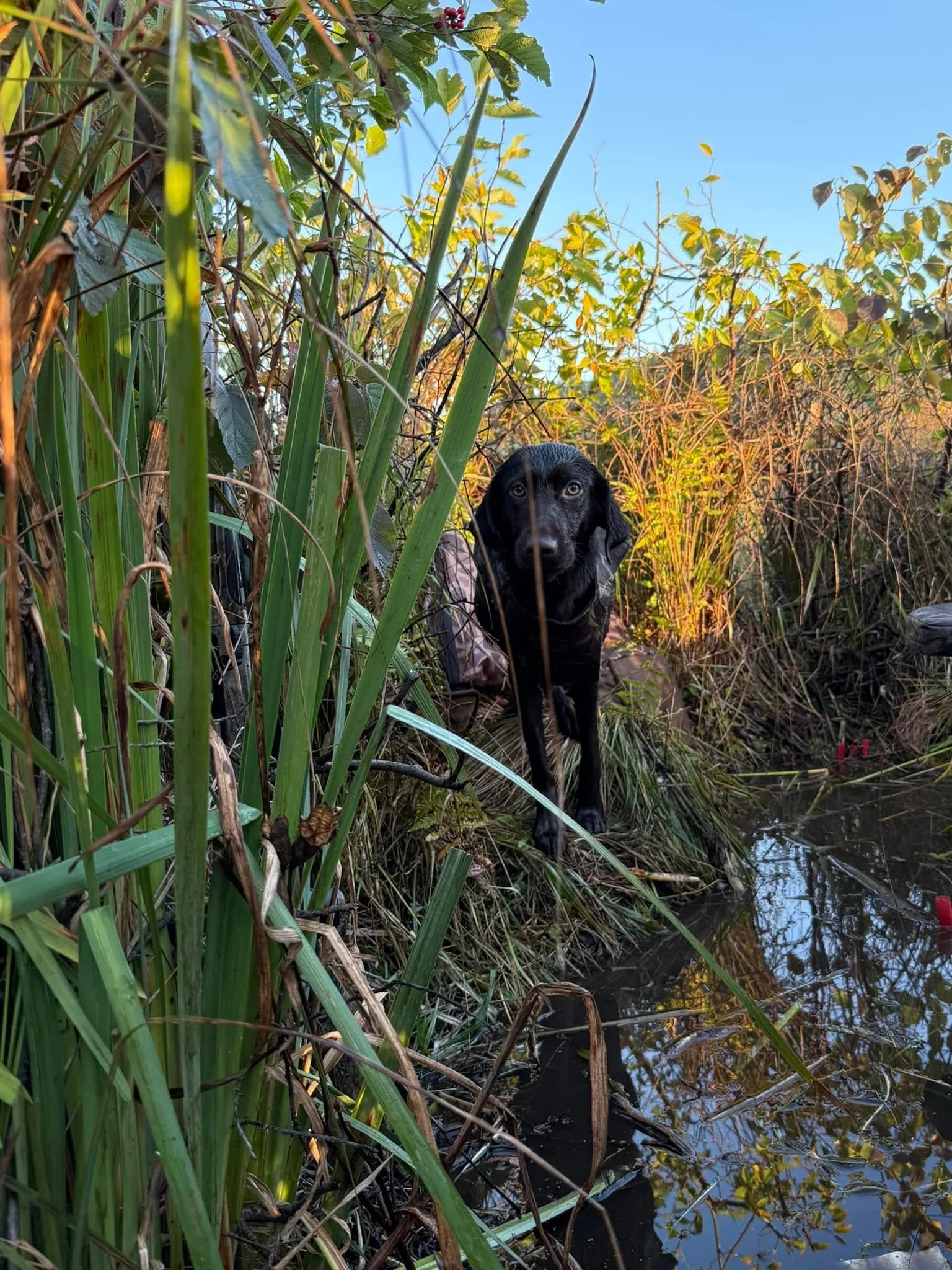 *With Ascend by Ducks Unlimited* Grit & Gunpowder: Women’s Duck Hunt  North Dakota • October 15–18