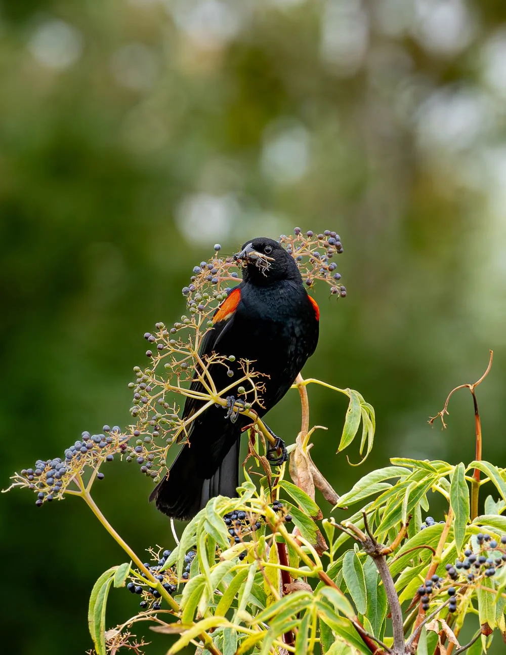 DSC05039-Rigoberto Instagram -3.jpg