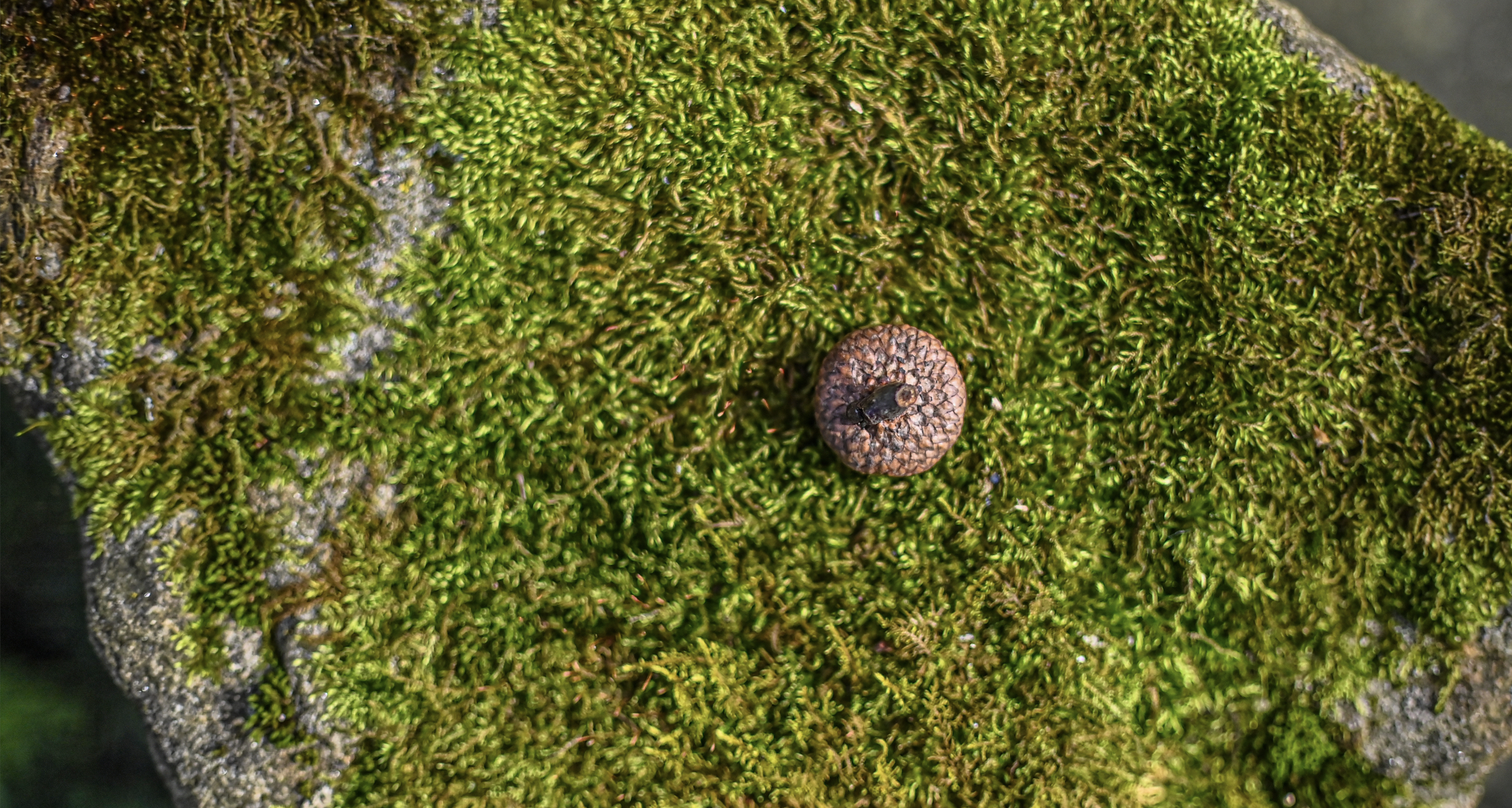 Close-up of a moss-covered rock with a small brown cap fungus and tiny black bug on top.