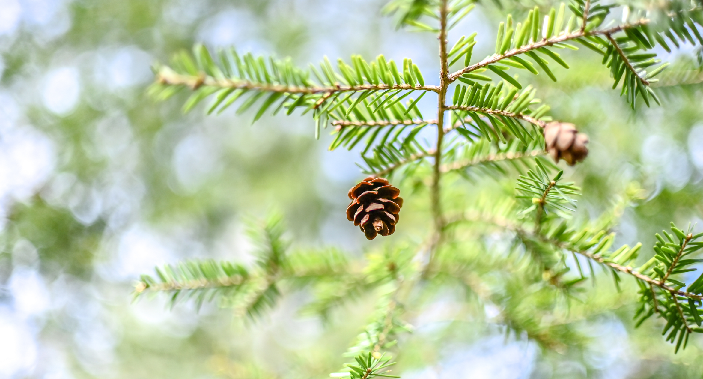 Close-up of green pine tree branches with a pine cone.