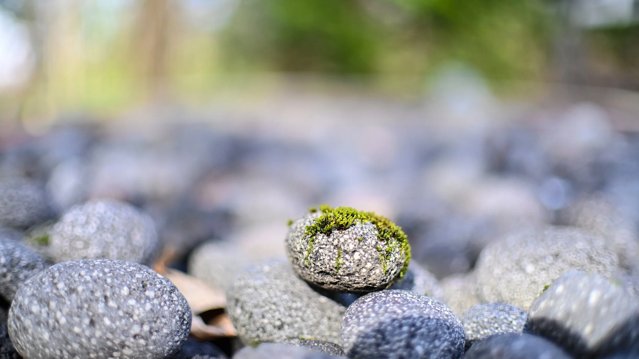 Nature Study 2026