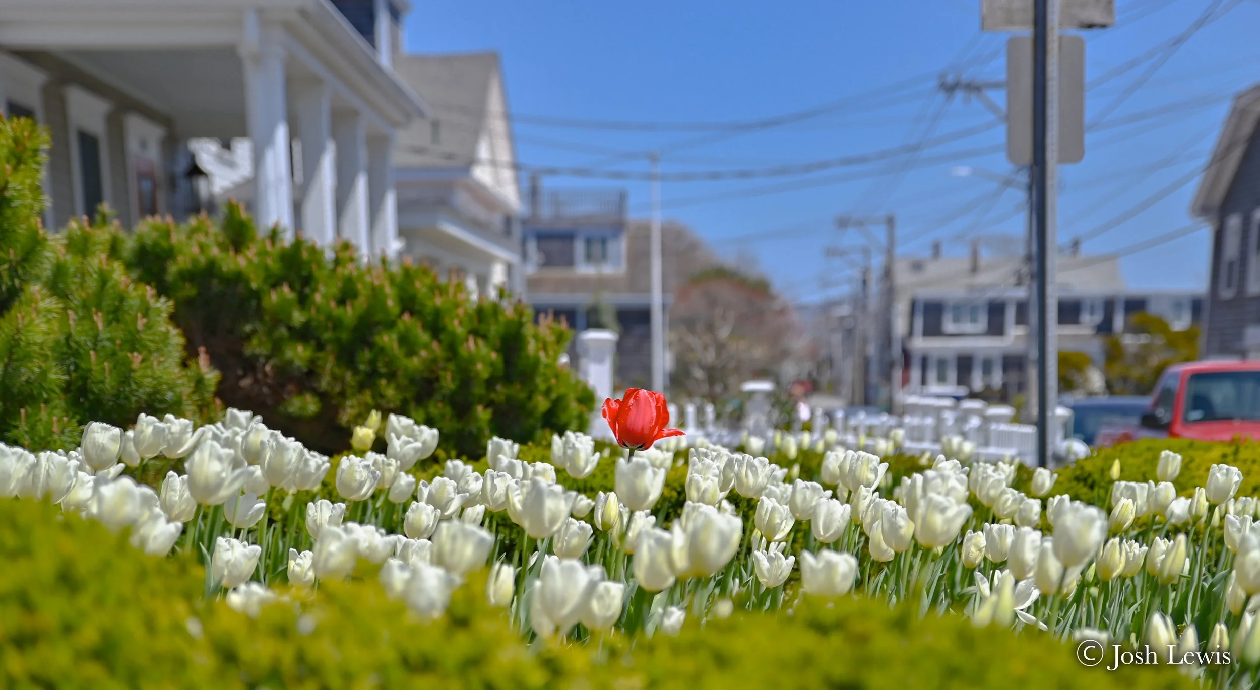 Reaching Tulips 2026