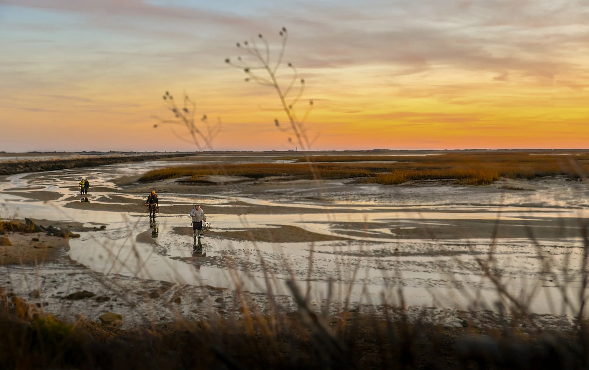 Autumn Harvest 2025 - Cape Cod 