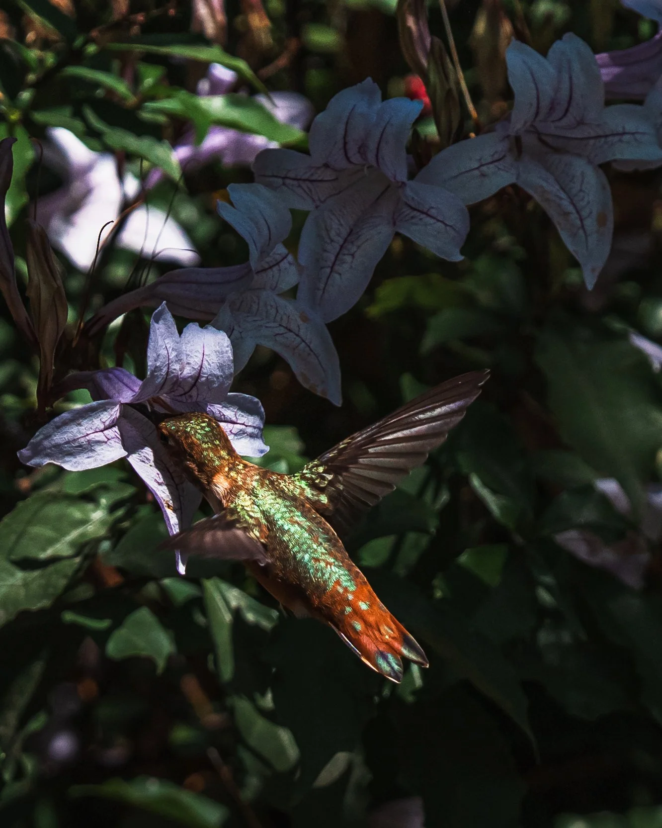 2025_HuntingtonGardens13PS.JPG