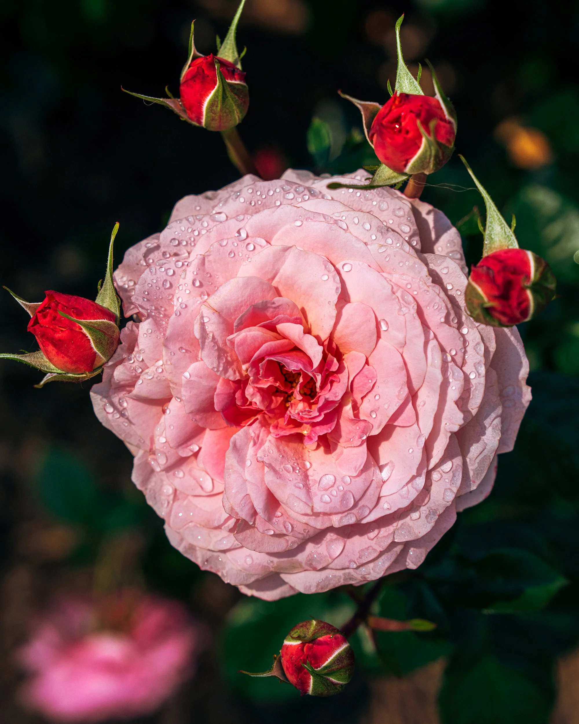 2025_HuntingtonGardens2PSWebsite.jpg