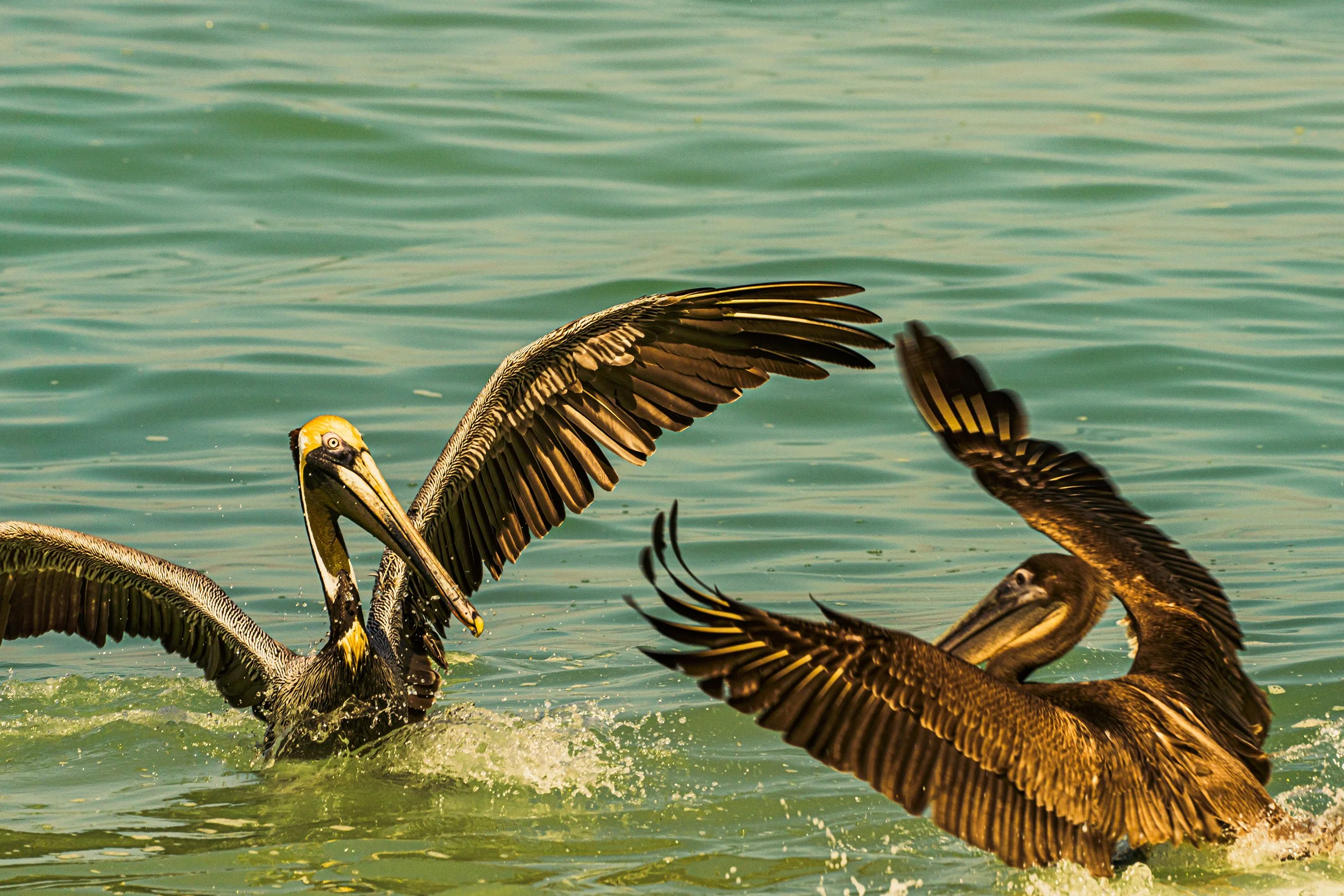 PVPelican3PSWebsite.jpg