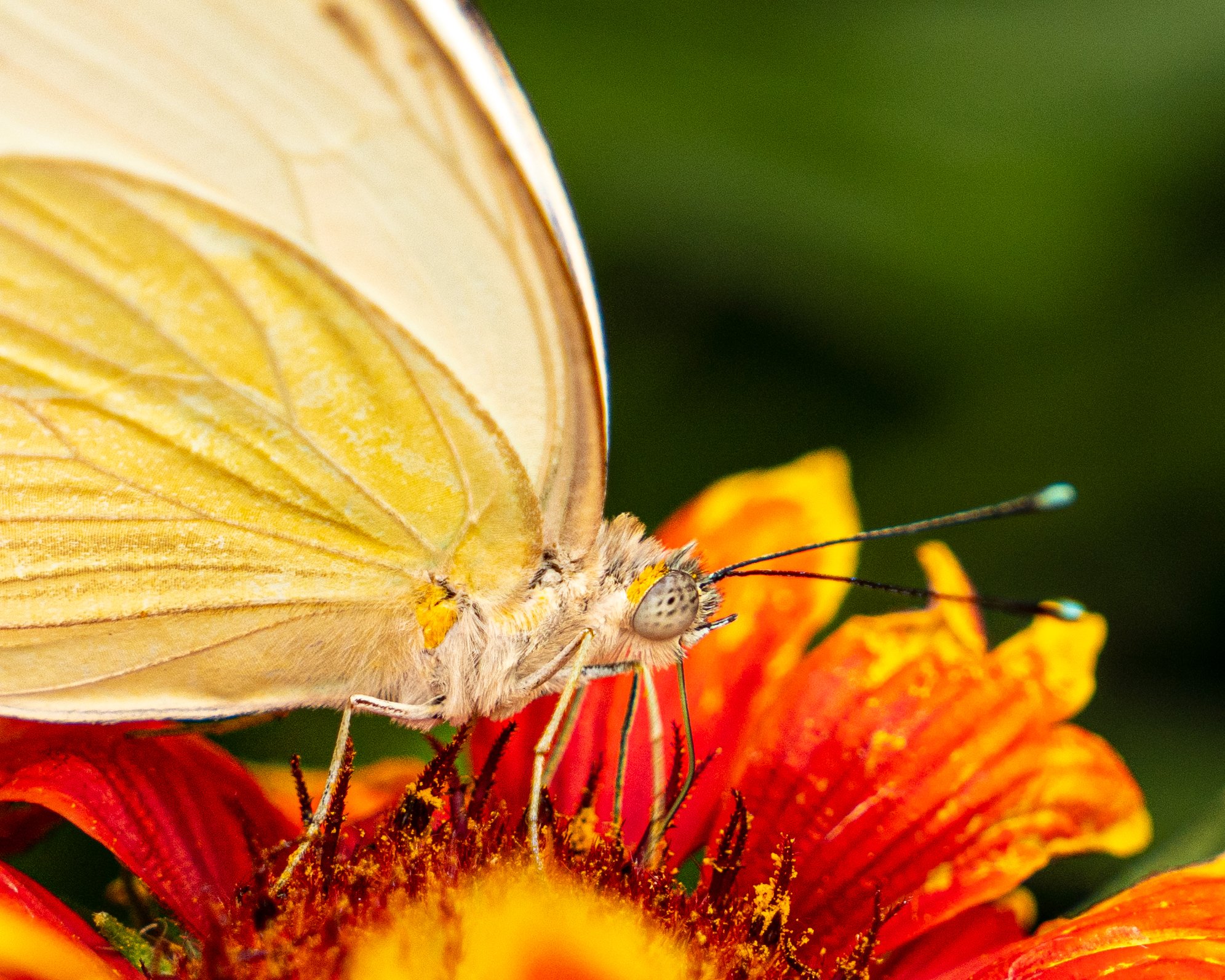 KrohnButterfly3.JPG