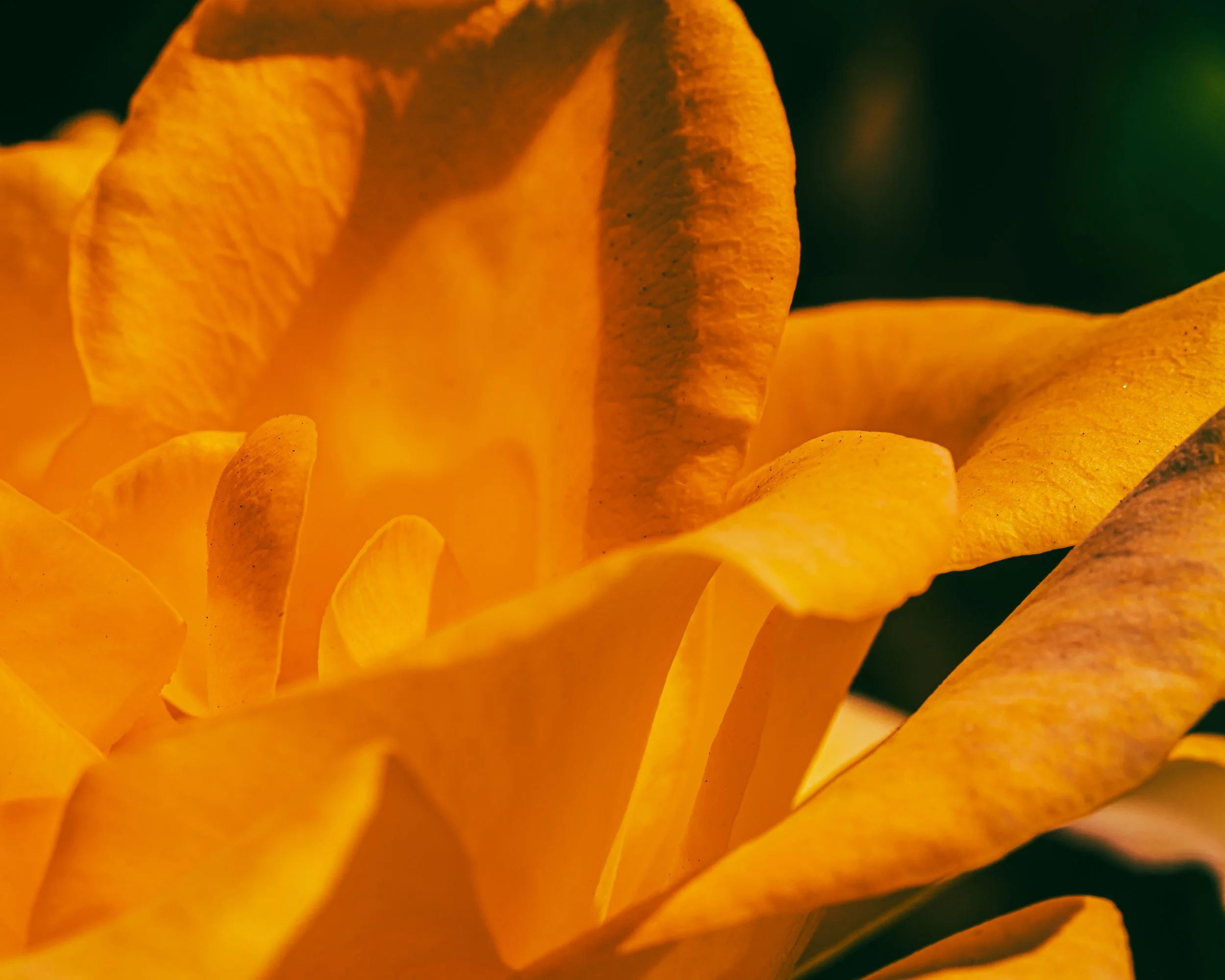 2026_FebFlowers_5PS.JPG