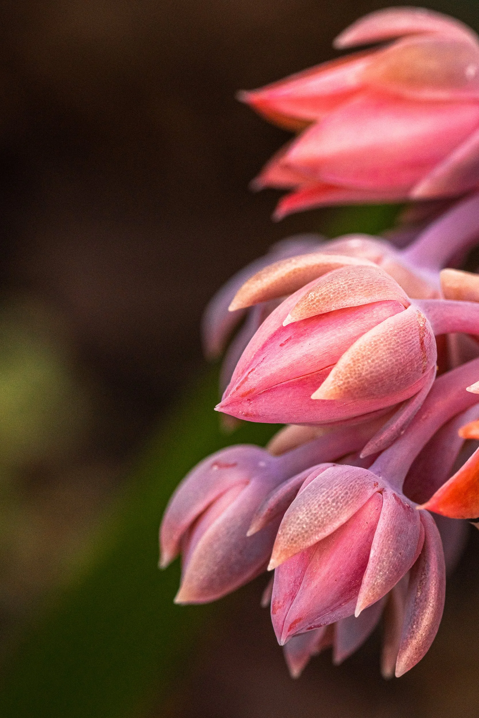 pinkbuds1Website.jpg