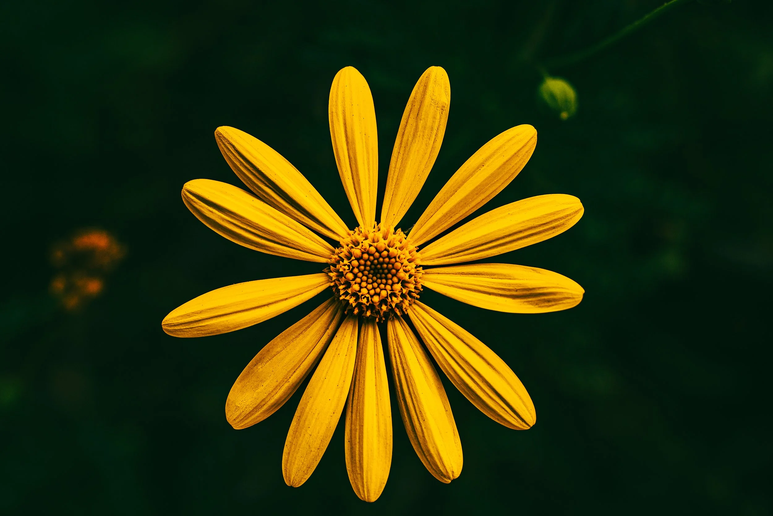 PSyellowflowerWebsite.jpg
