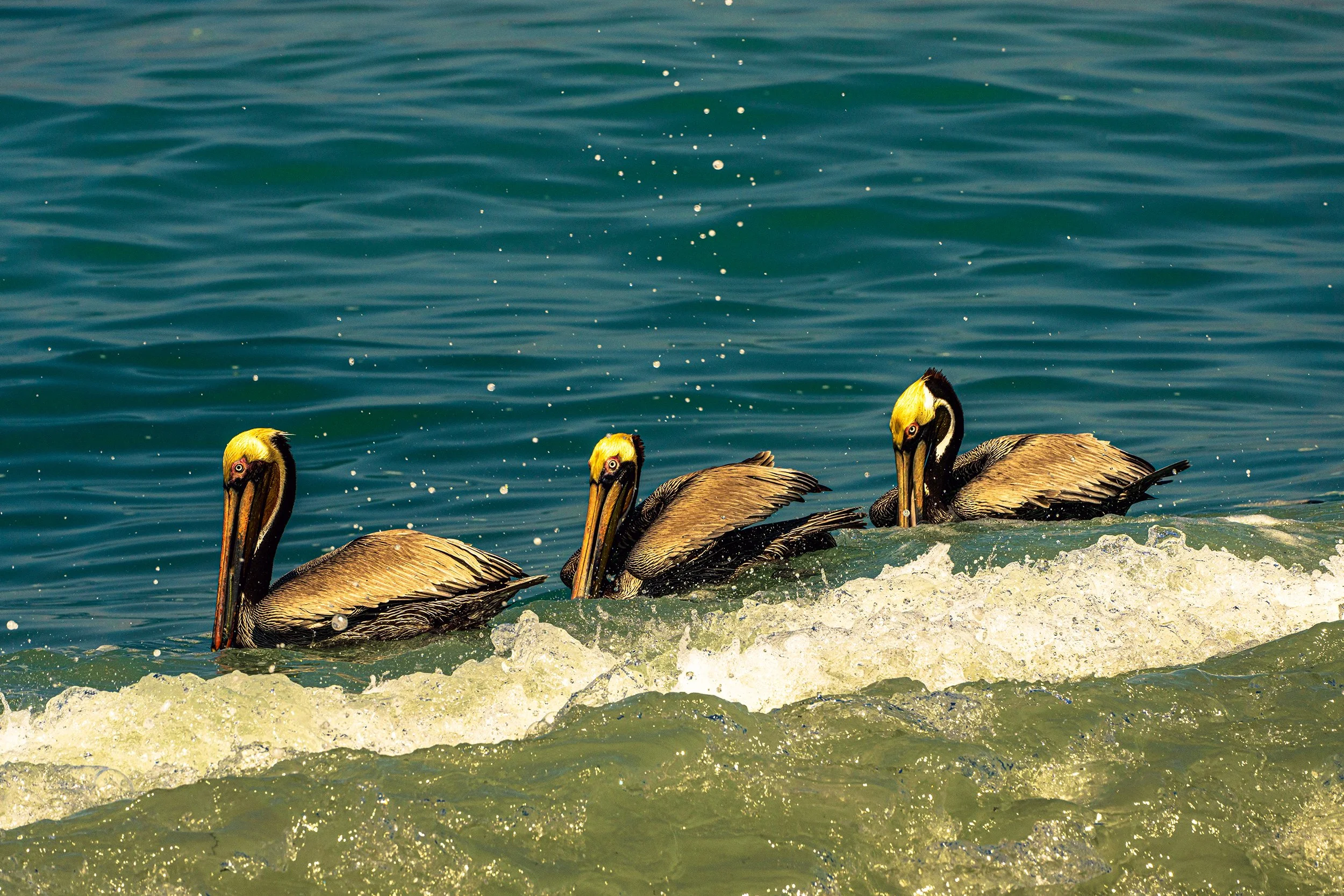 PVPelican4PSWebsite.jpg