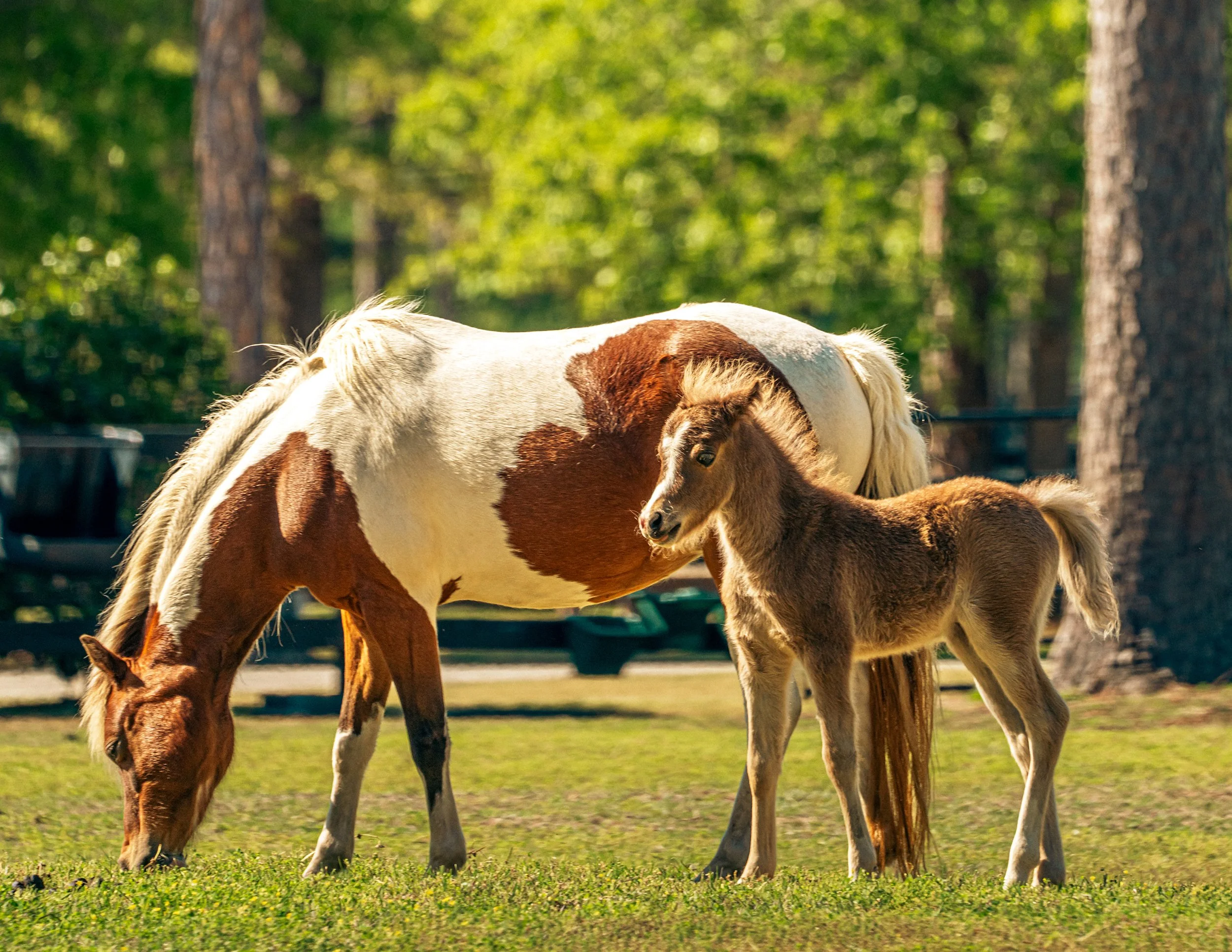 2025_AikenHorses4PSWebsite.jpg