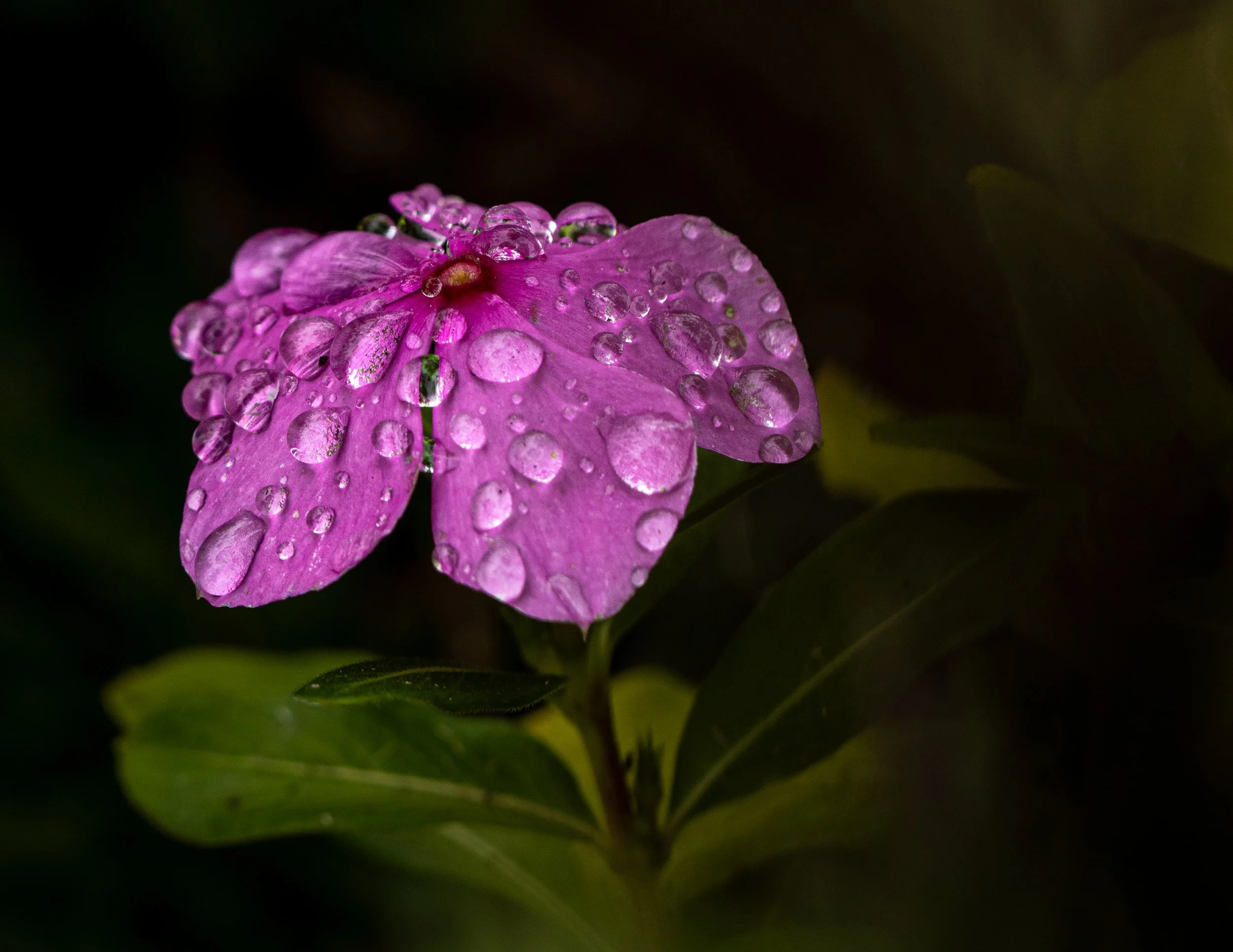 Pinkwaterdrops1-2.JPG