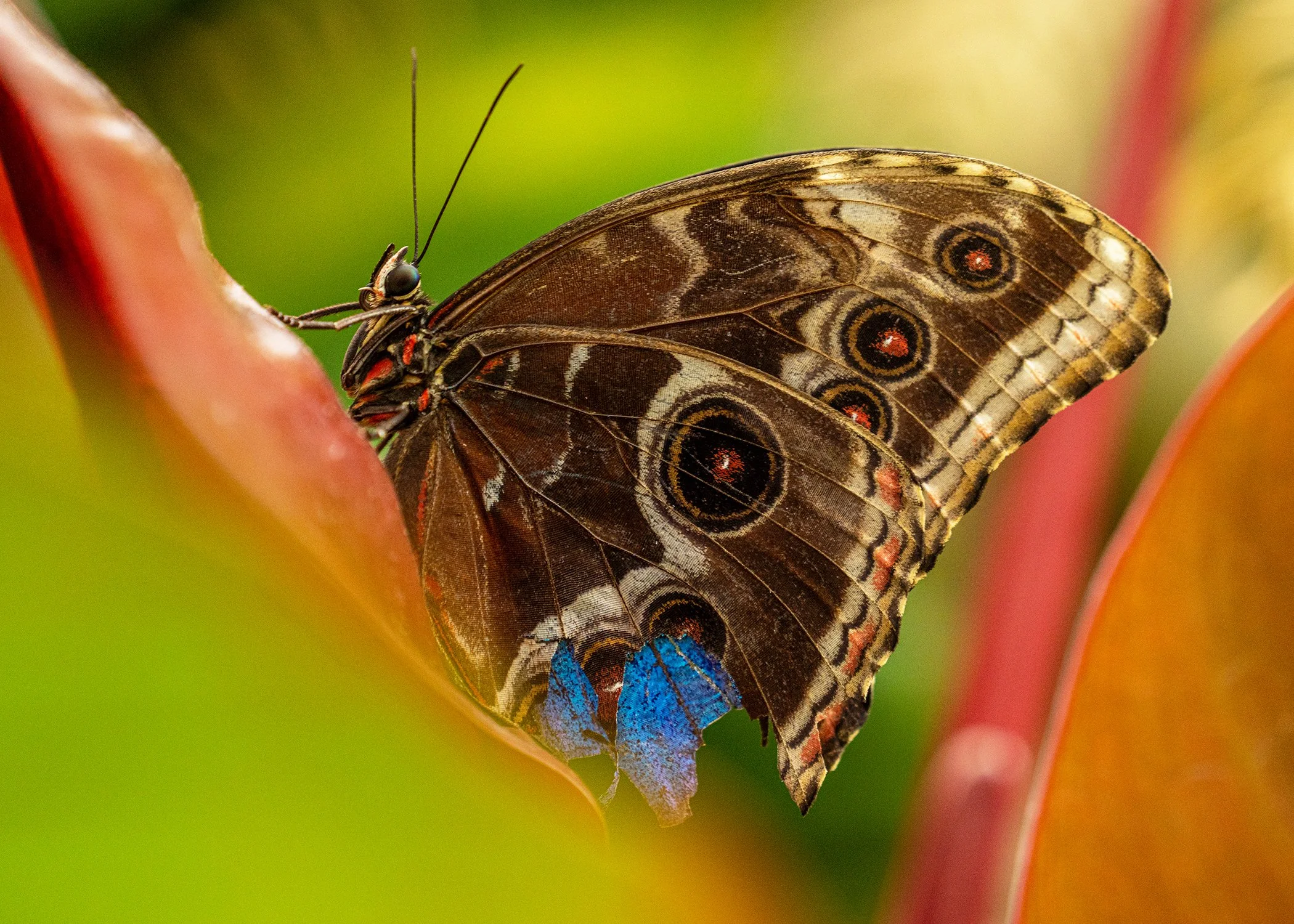KrohnButterfly23Website.jpg