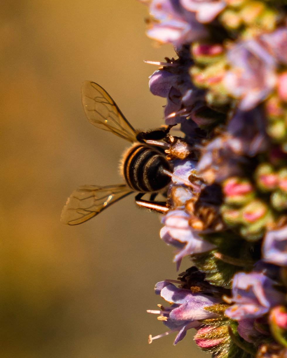 Beephoto2.JPG