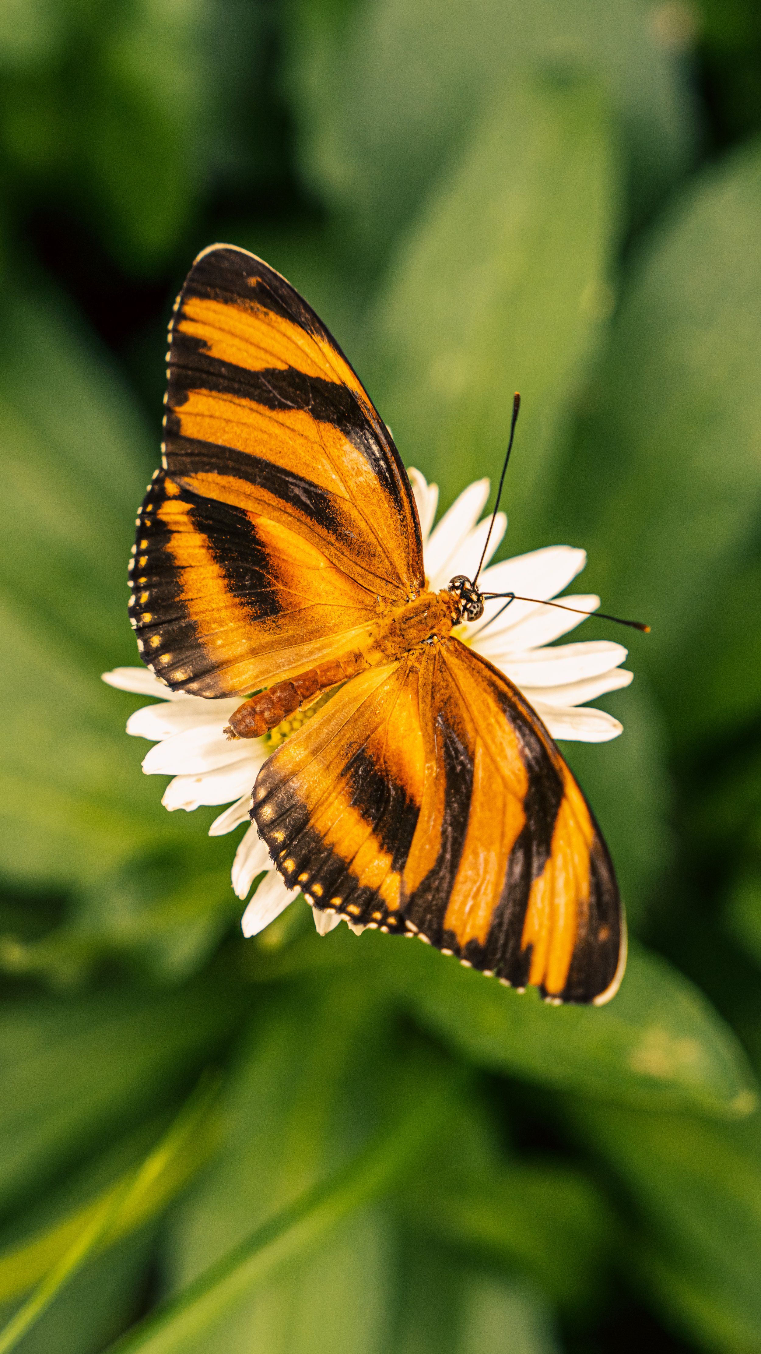 KrohnButterfly9.JPG