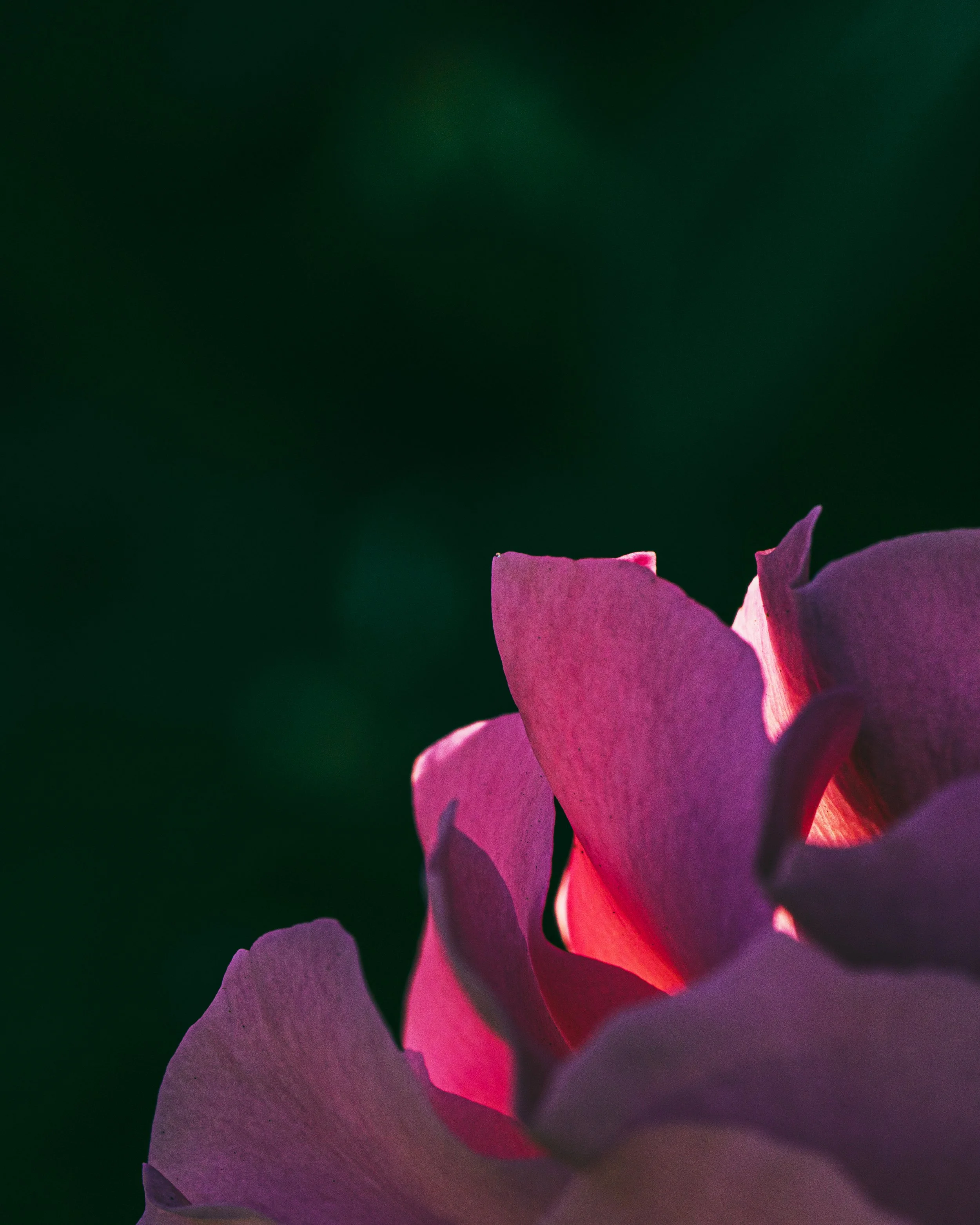 2026_FebFlowers_3PS.JPG