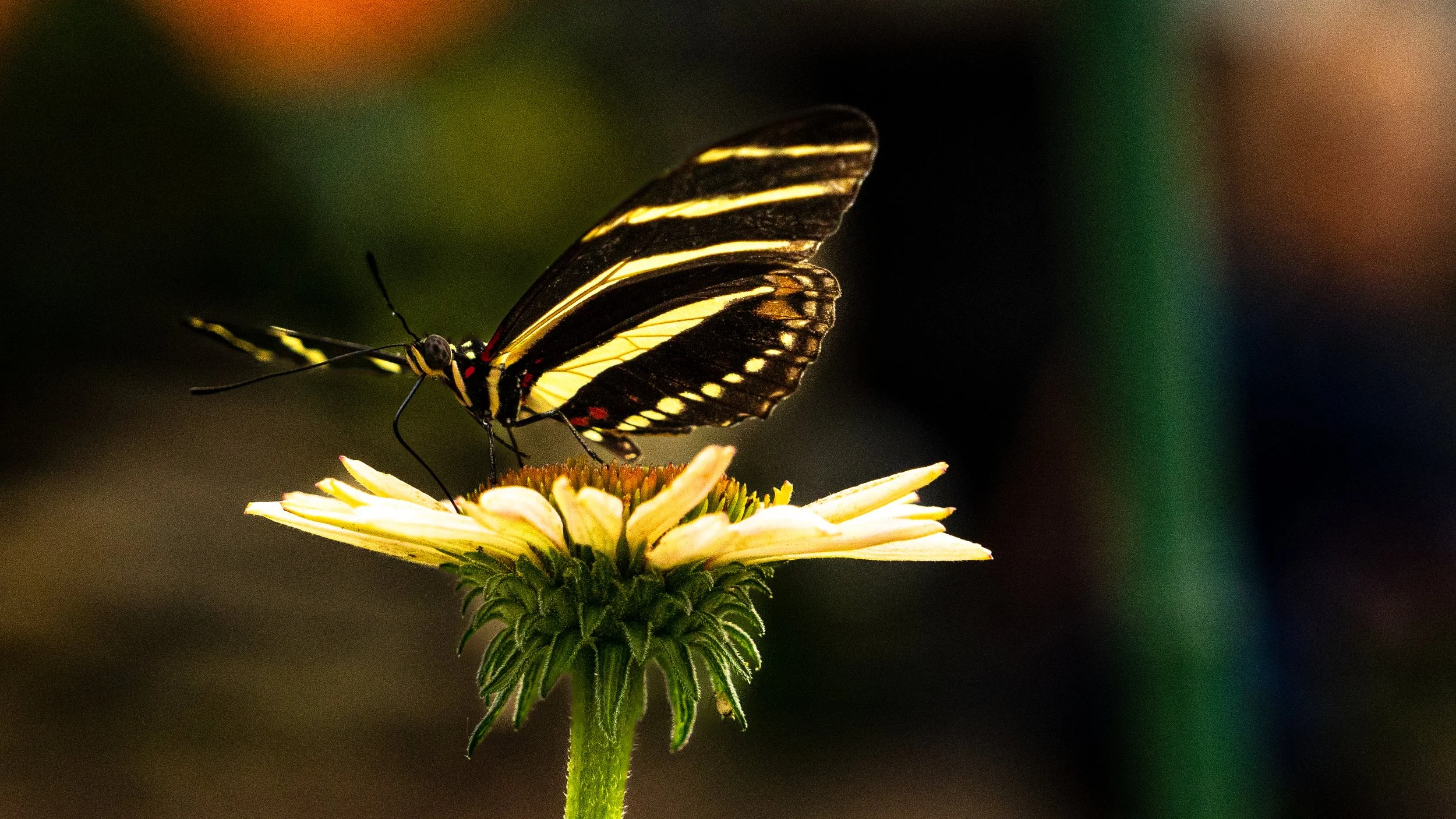 KrohnButterfly1PS.JPG