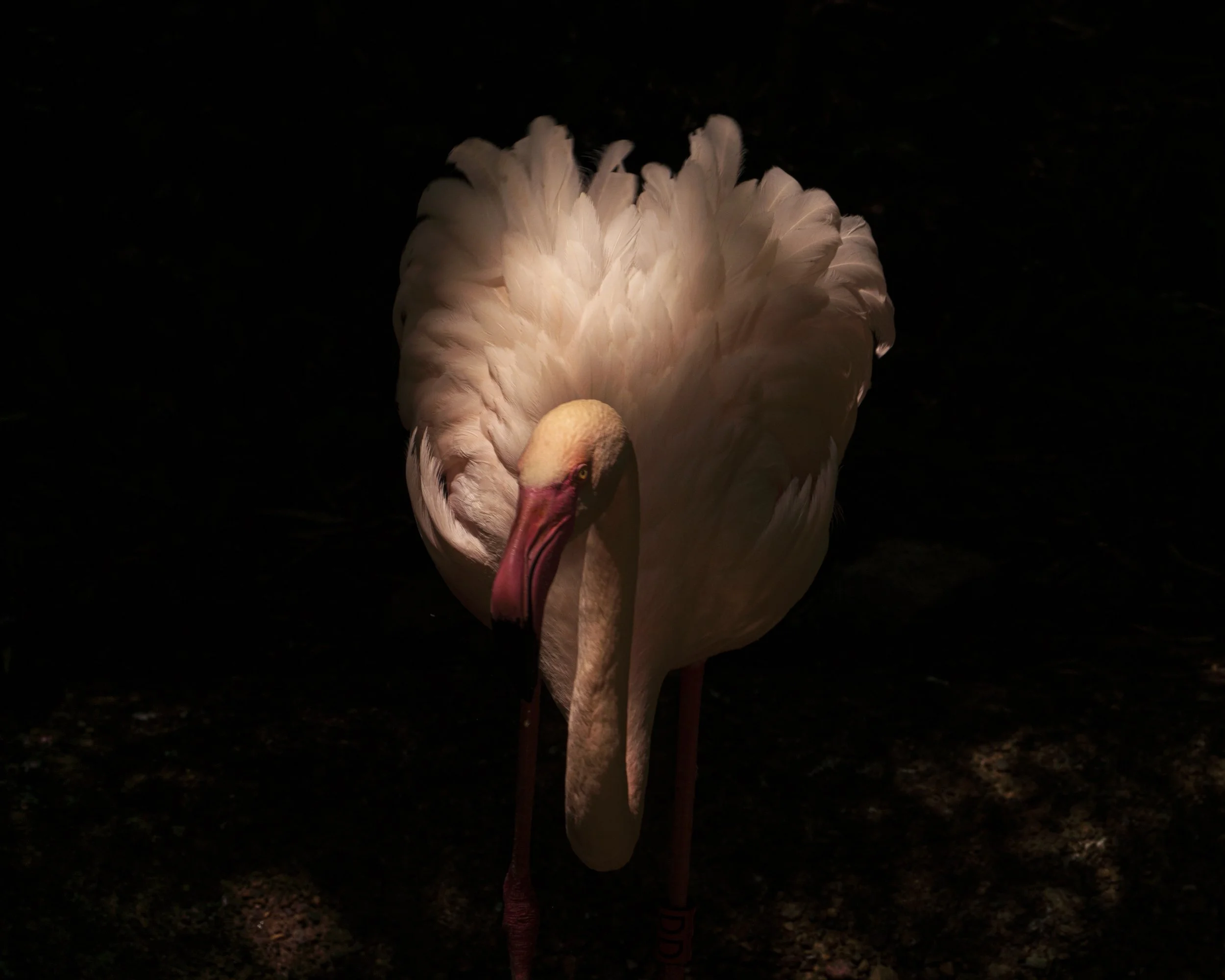 CincyZoo14PS.JPG