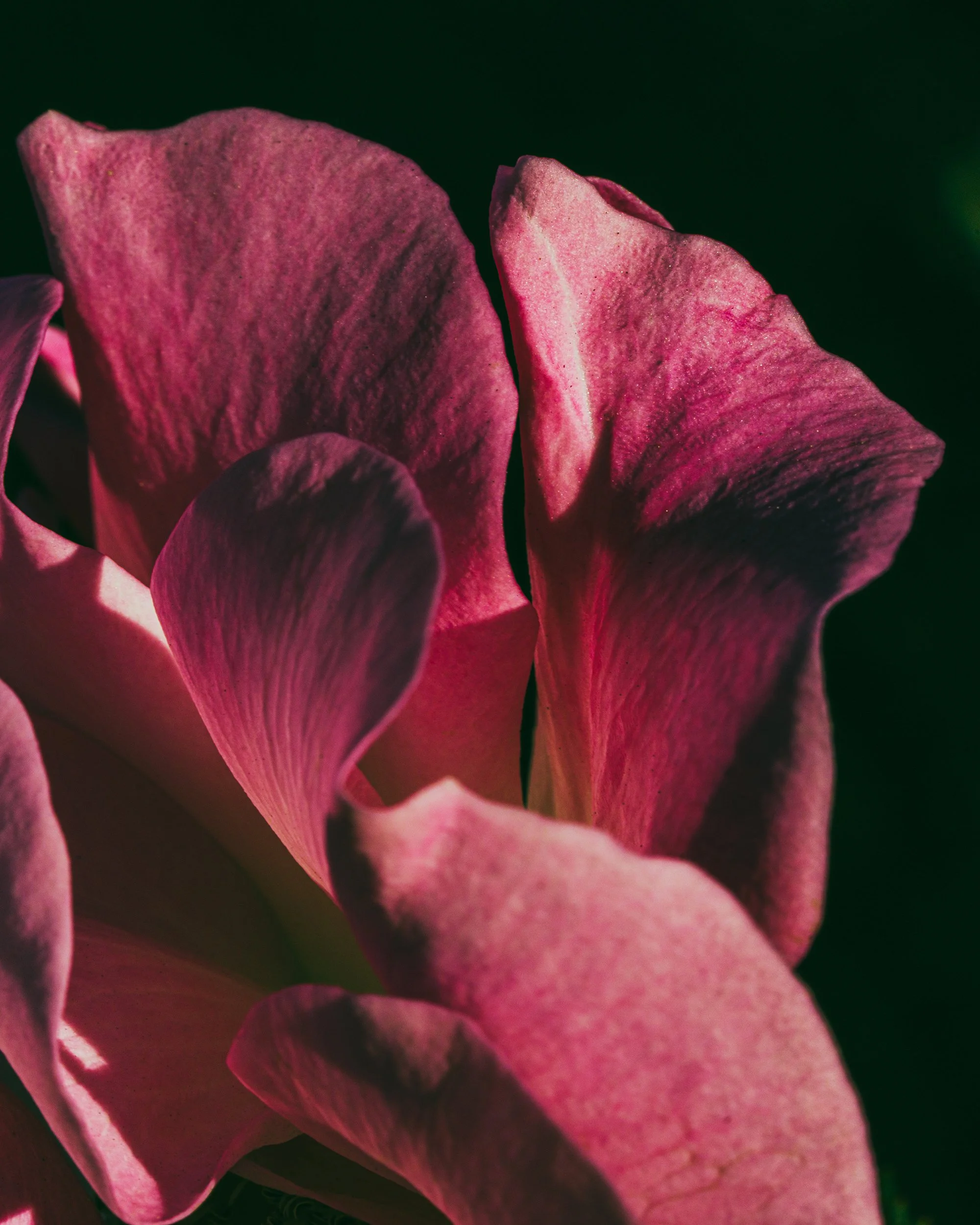 2026_FebFlowers_2PSWebsite.jpg
