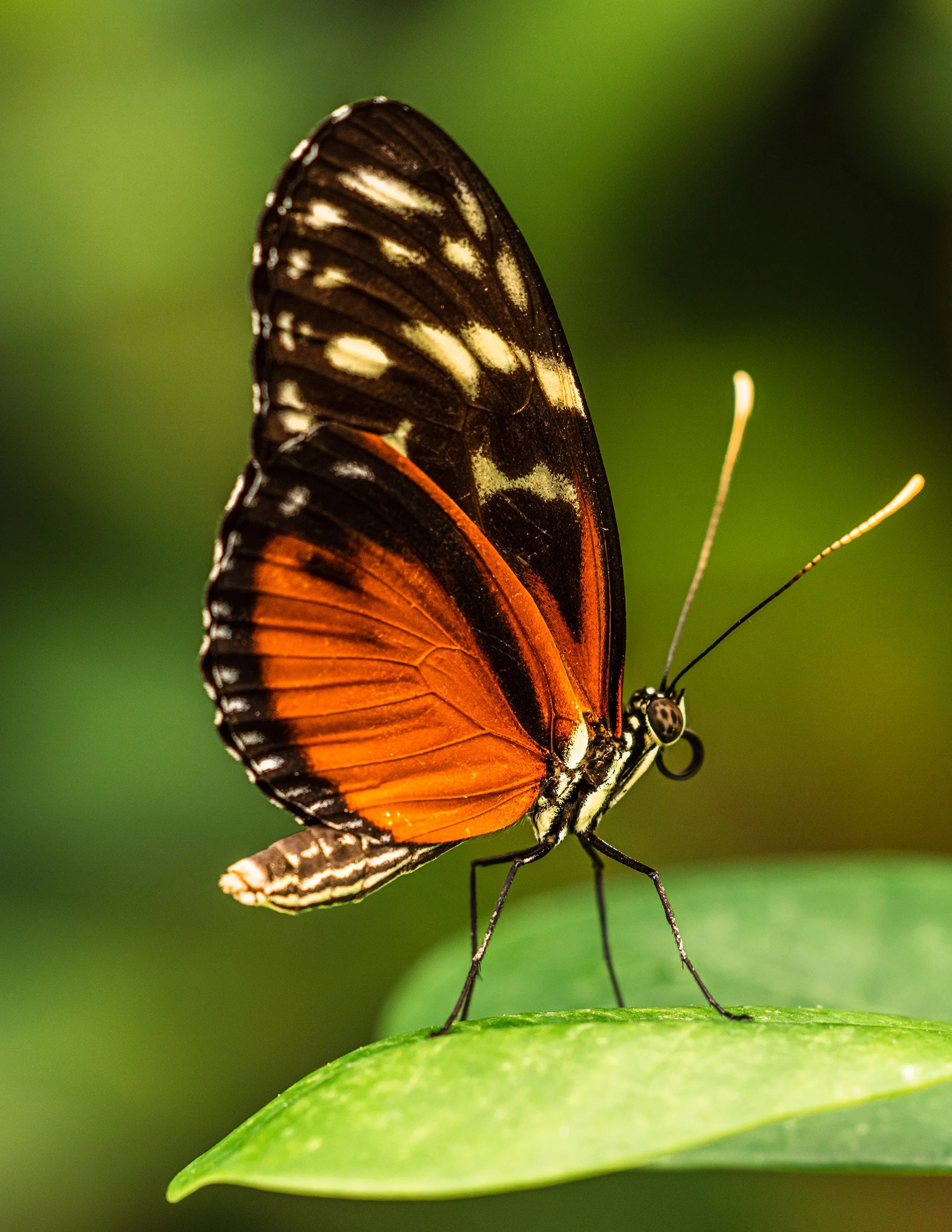 KrohnButterfly26Website.jpg